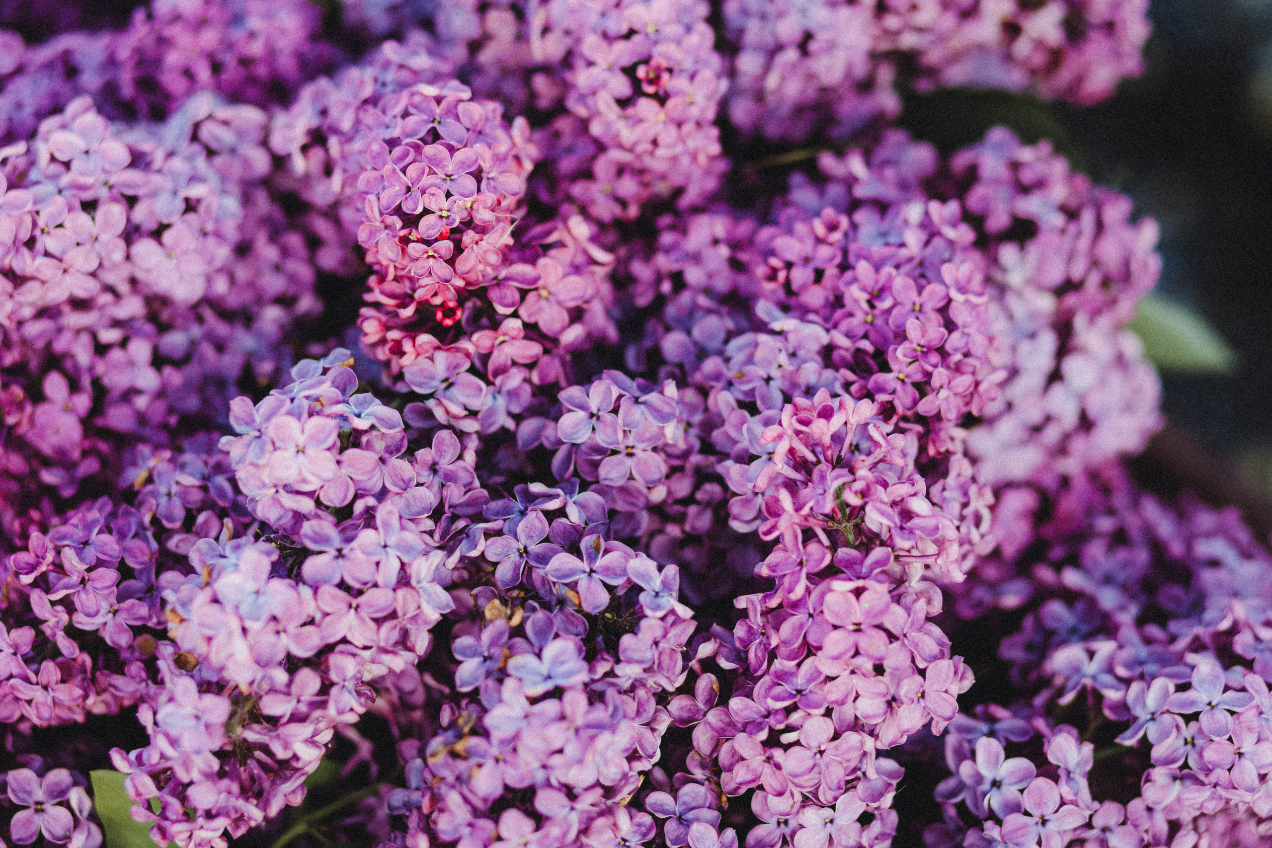 Валя, Аня и Ириска