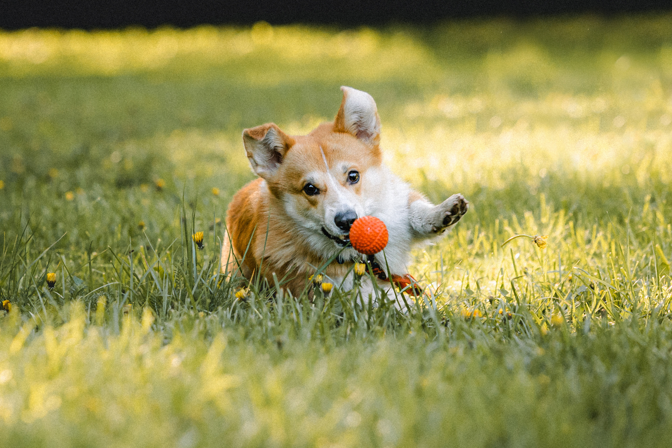 Вика, Глеб и Бадди