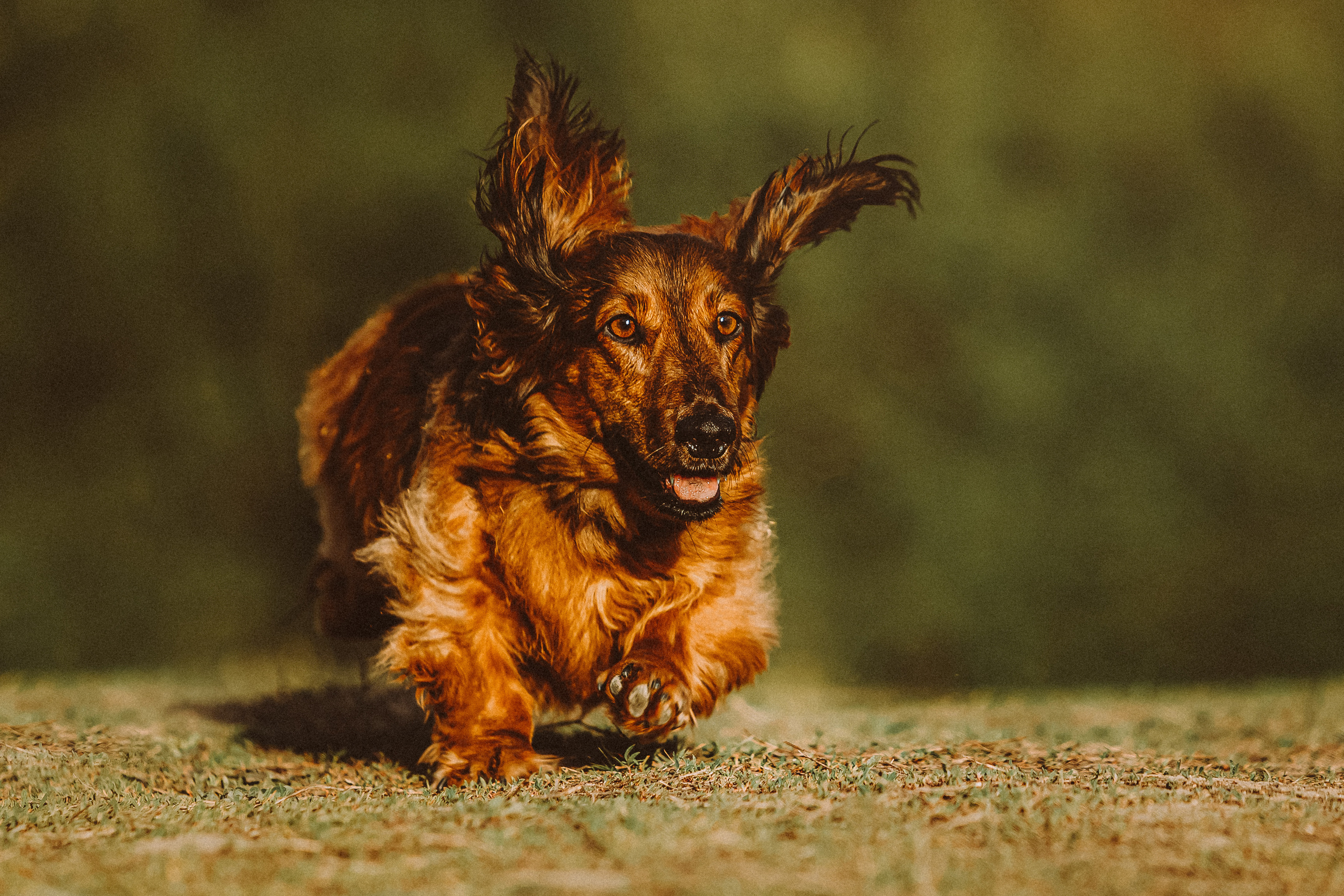 Джаз, Остин и их семья