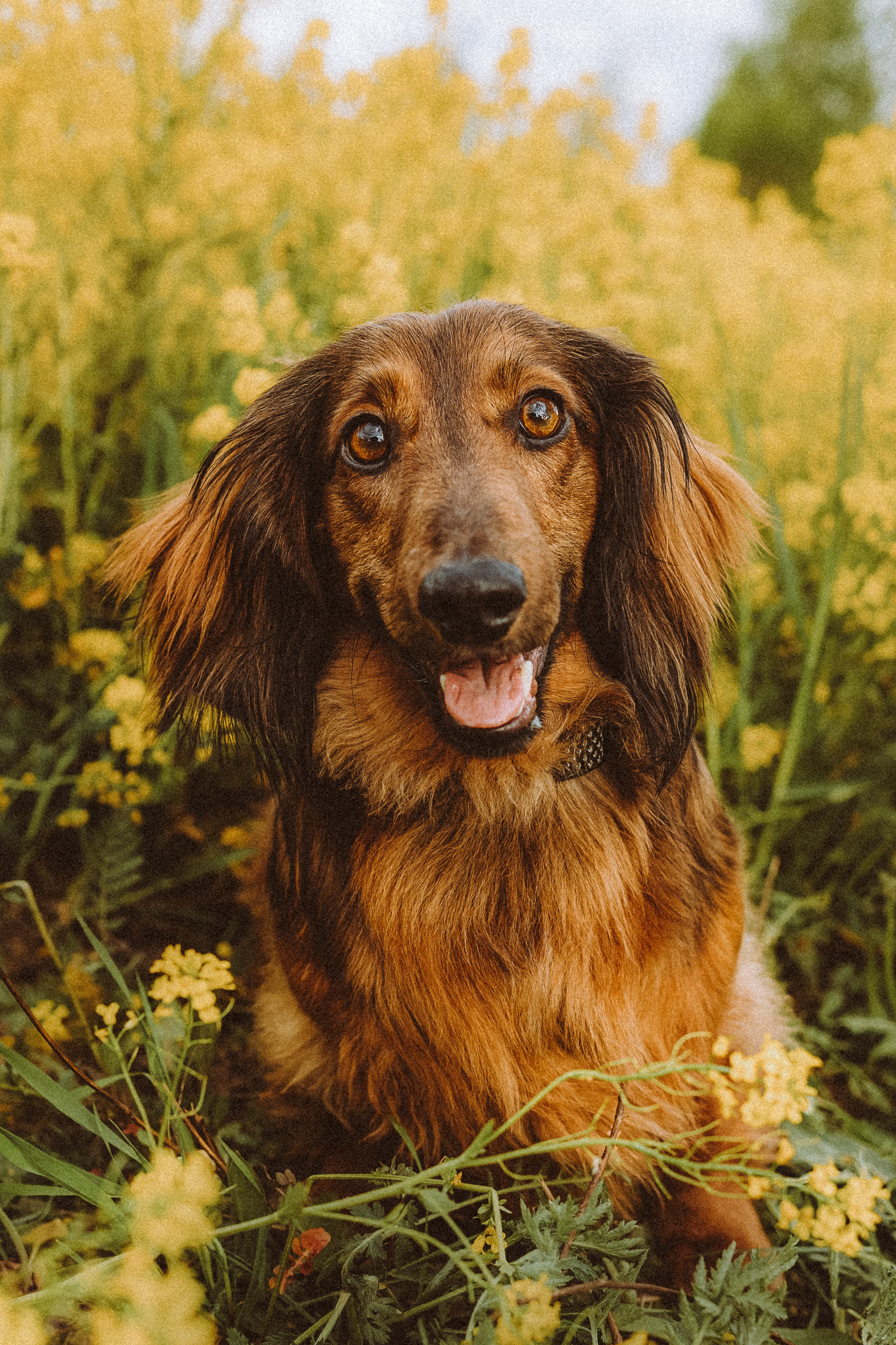 Джаз, Остин и их семья