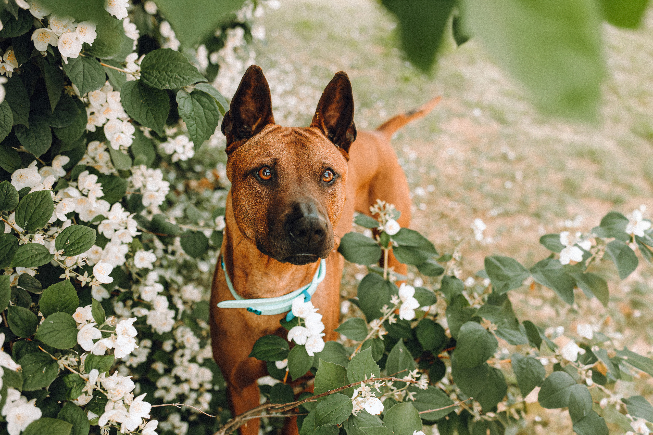 Оксана и Зевс