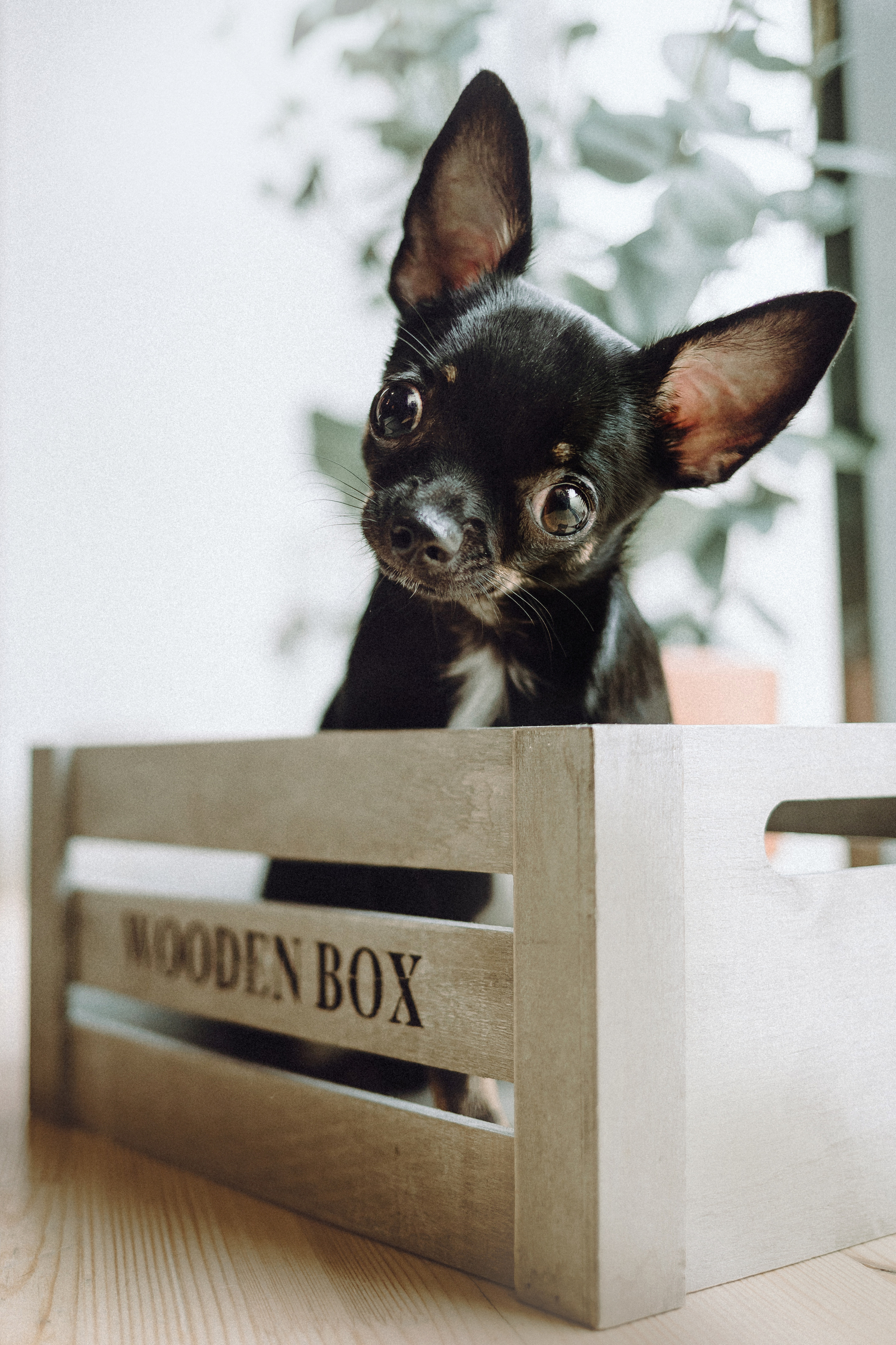 Марк, Челси, Маша и их семья