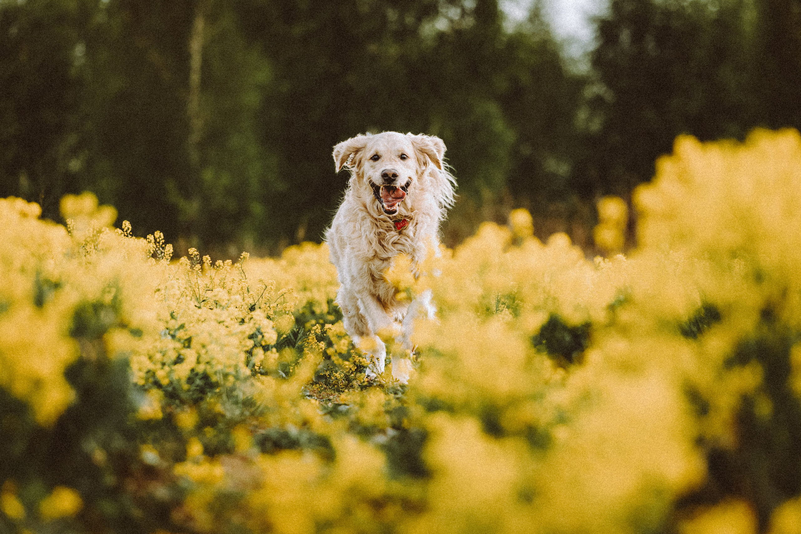Джаз, Остин и их семья