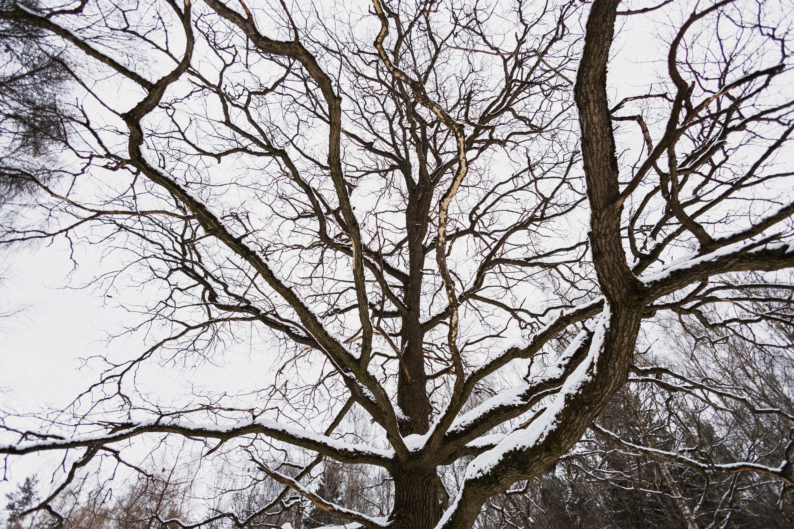 Диана и Чили