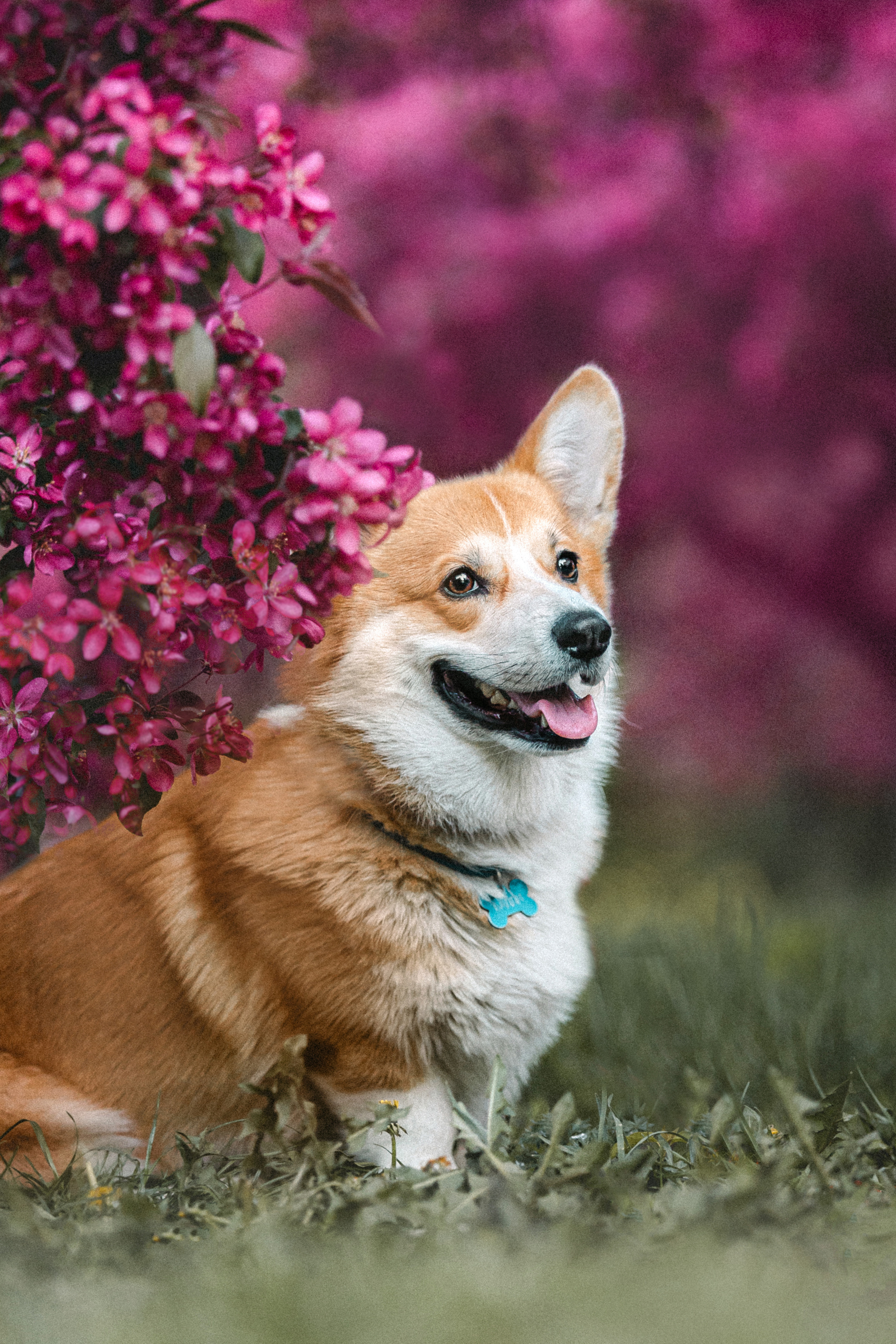 Вика, Глеб и корги Бадди