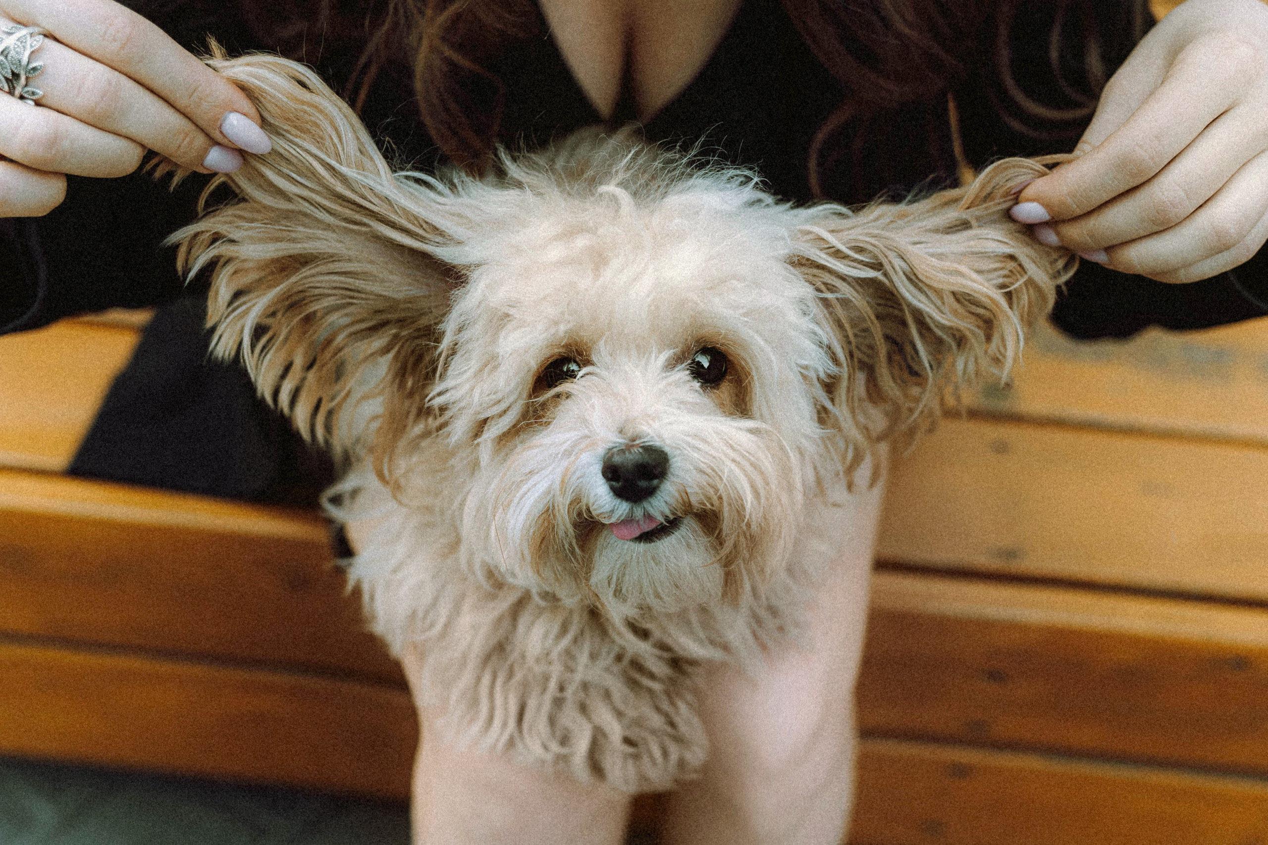 Настя и Симба