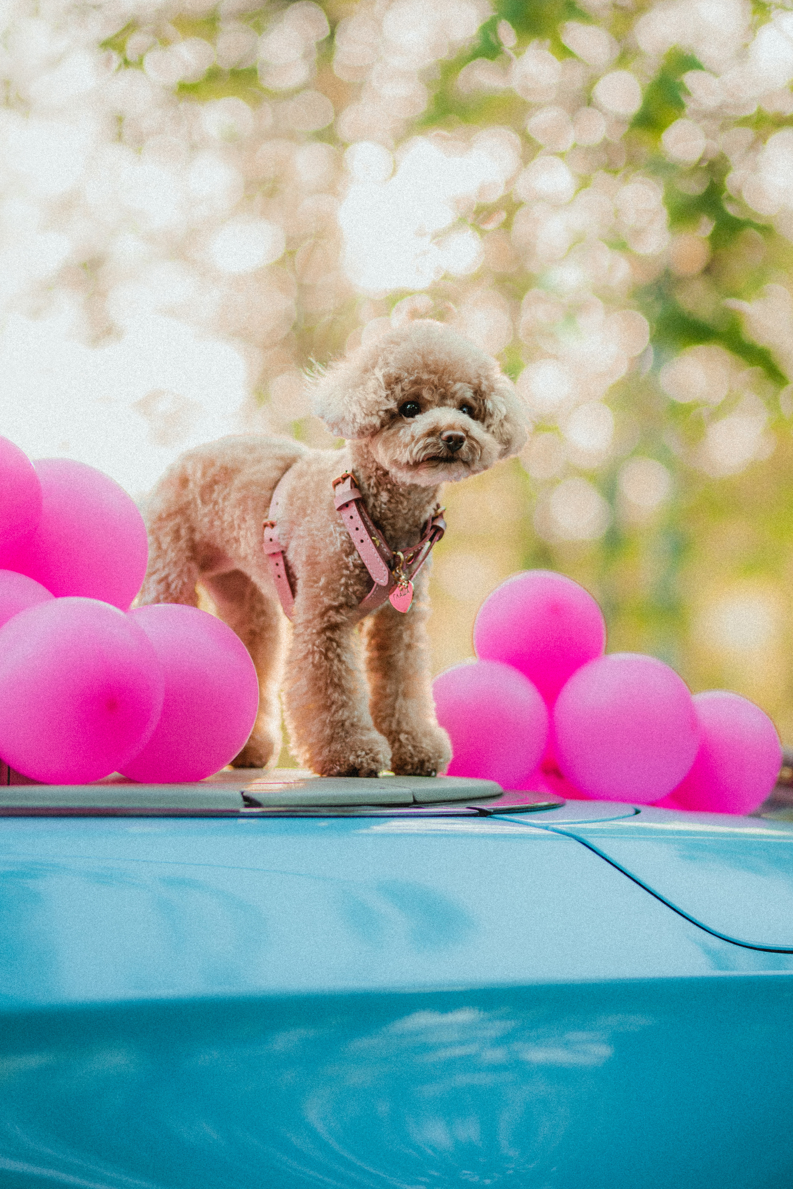 Даша и Глаша