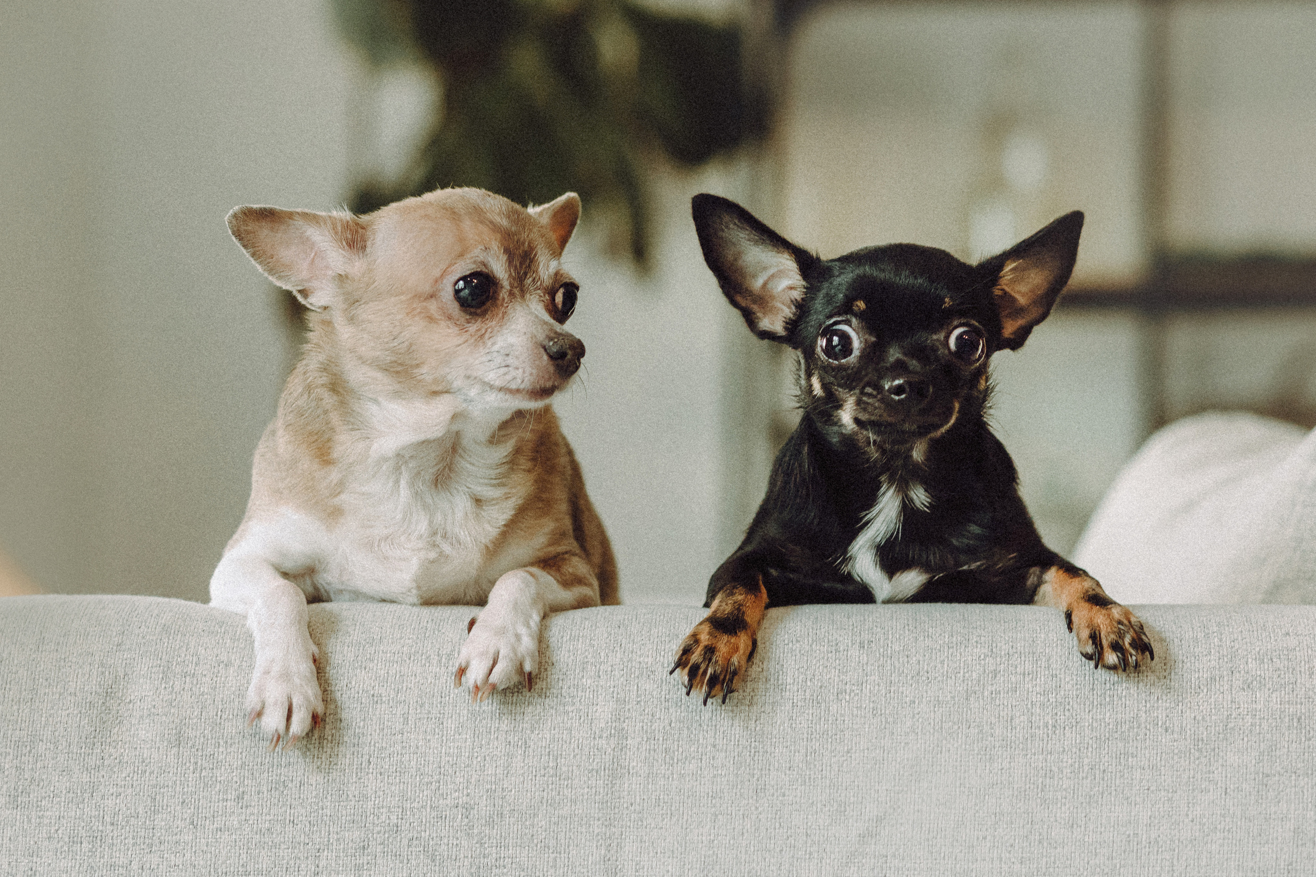 Марк, Челси, Маша и их семья