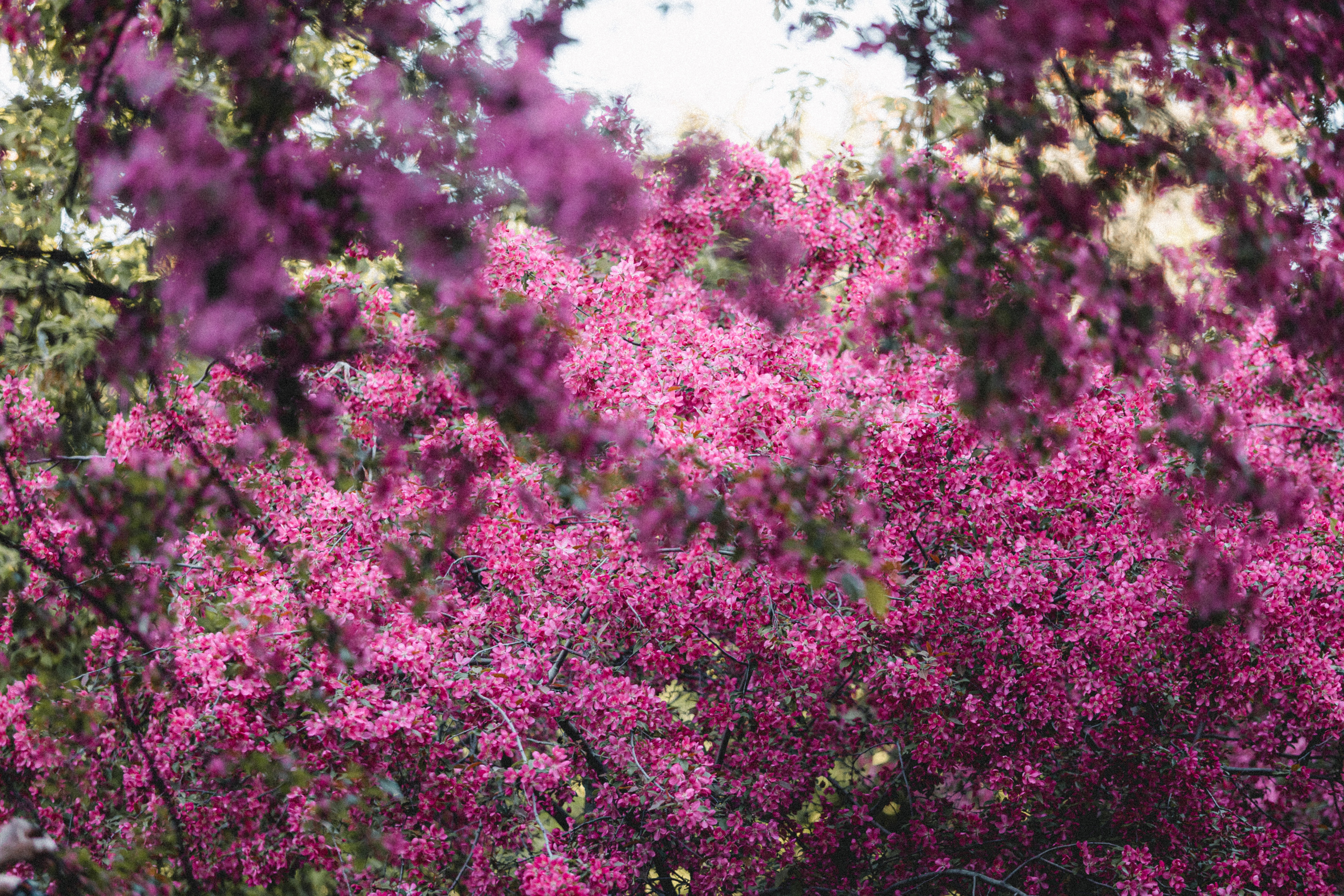 Вика, Глеб и Бадди