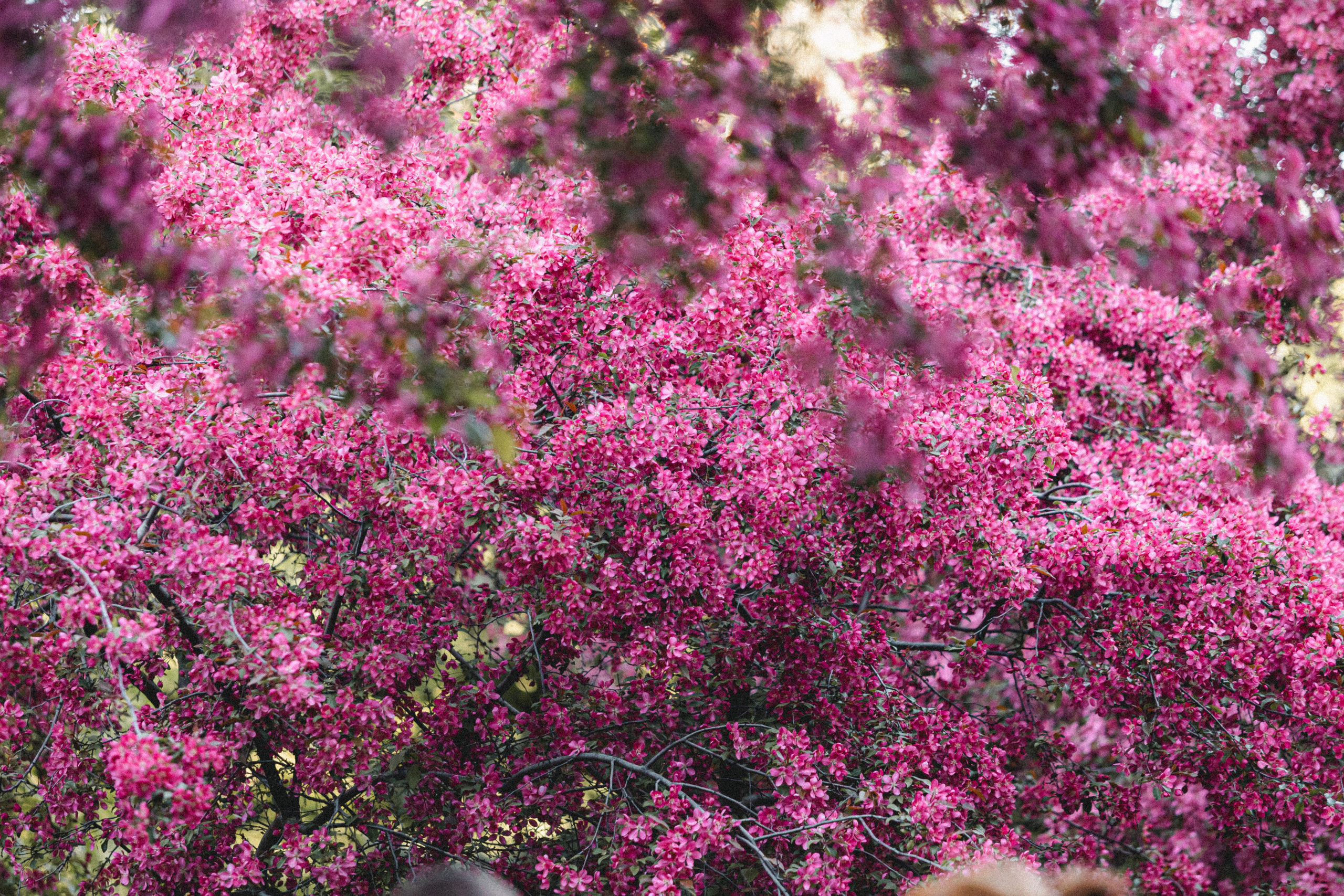 Вика, Глеб и Бадди