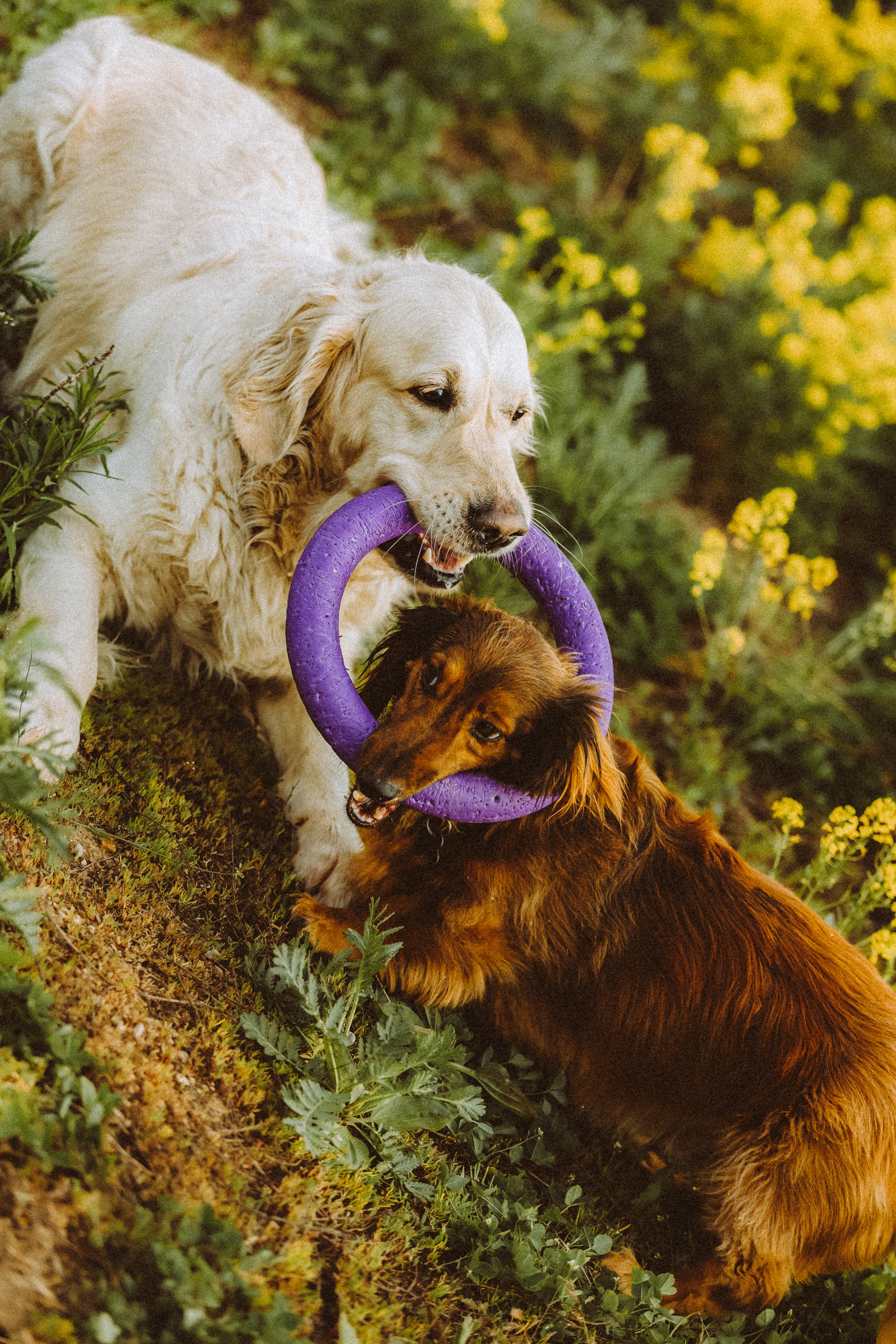 Джаз, Остин и их семья