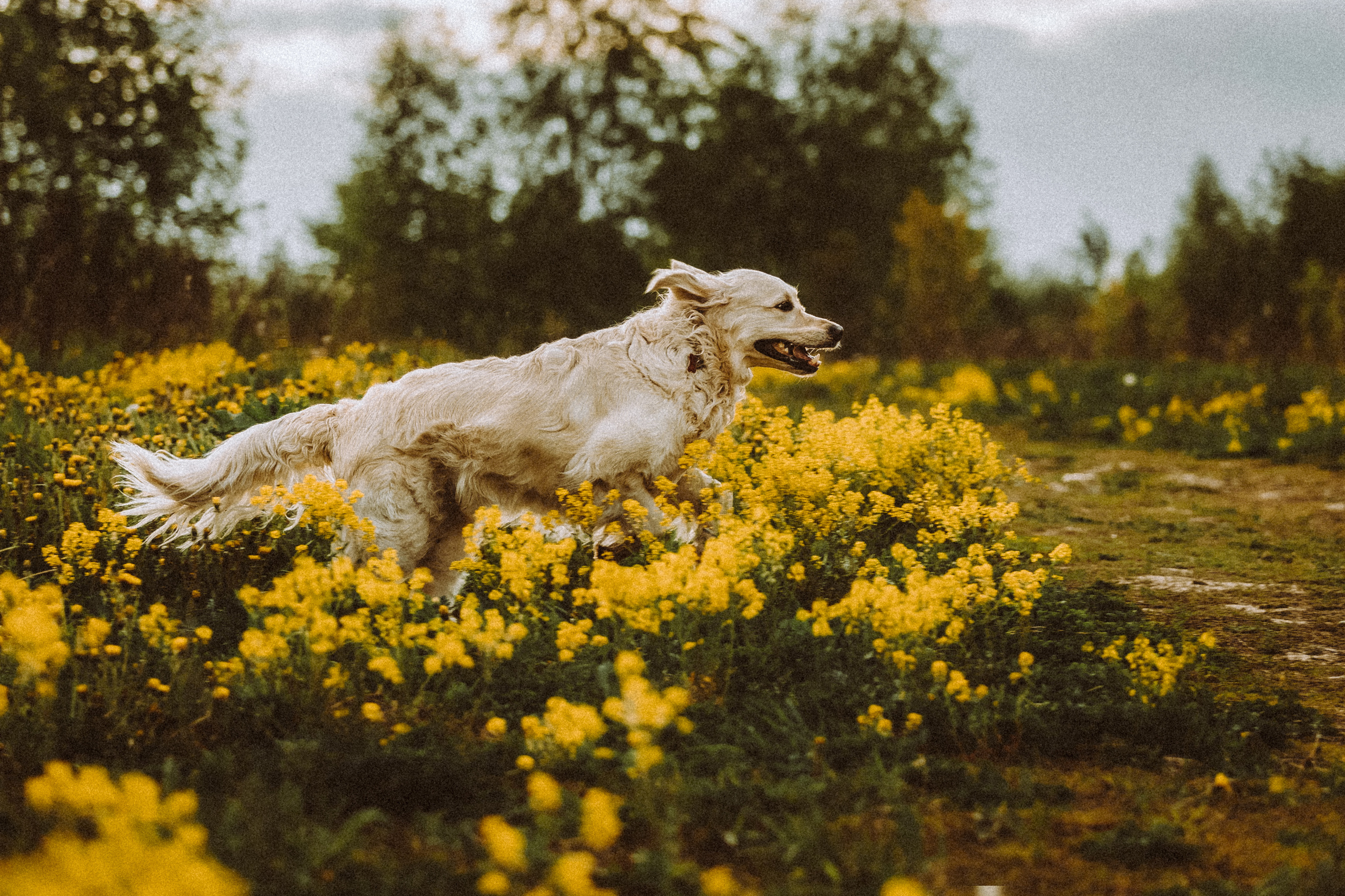 Джаз, Остин и их семья