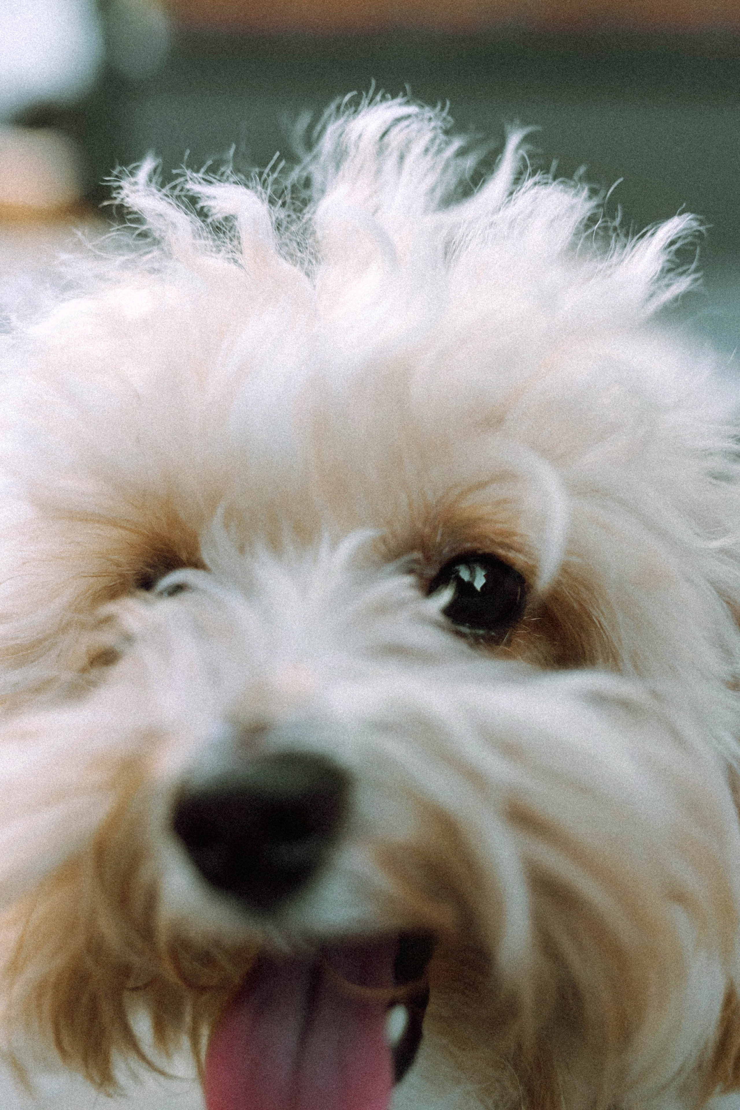 Настя и Симба