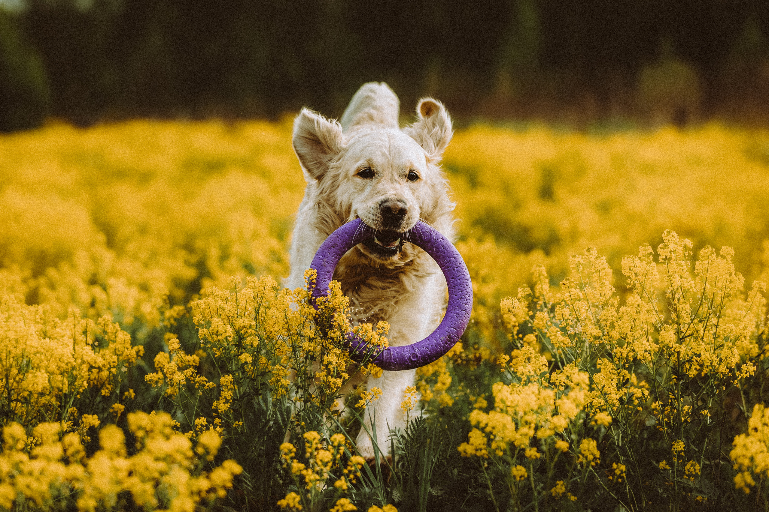 Джаз, Остин и их семья