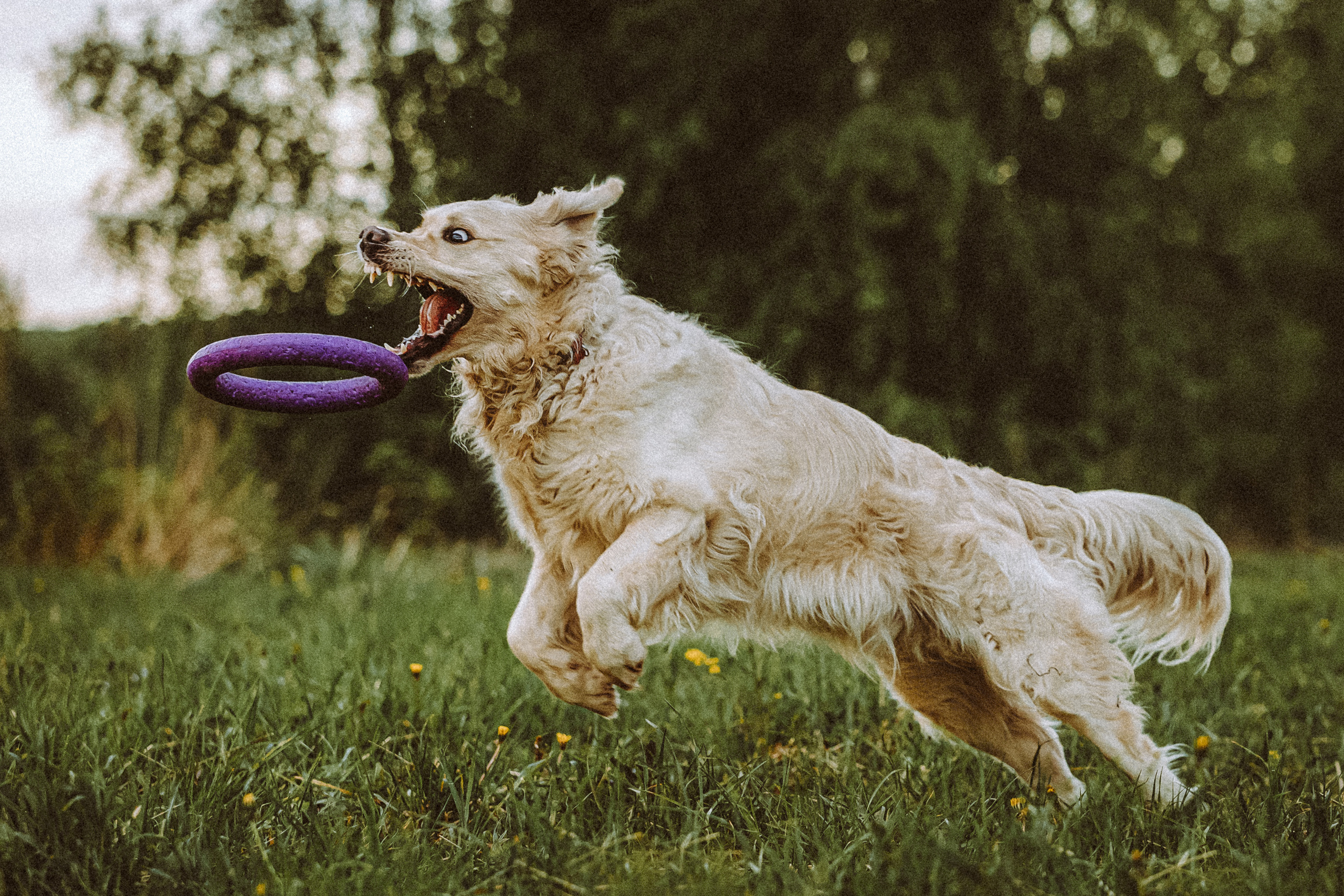 Джаз, Остин и их семья