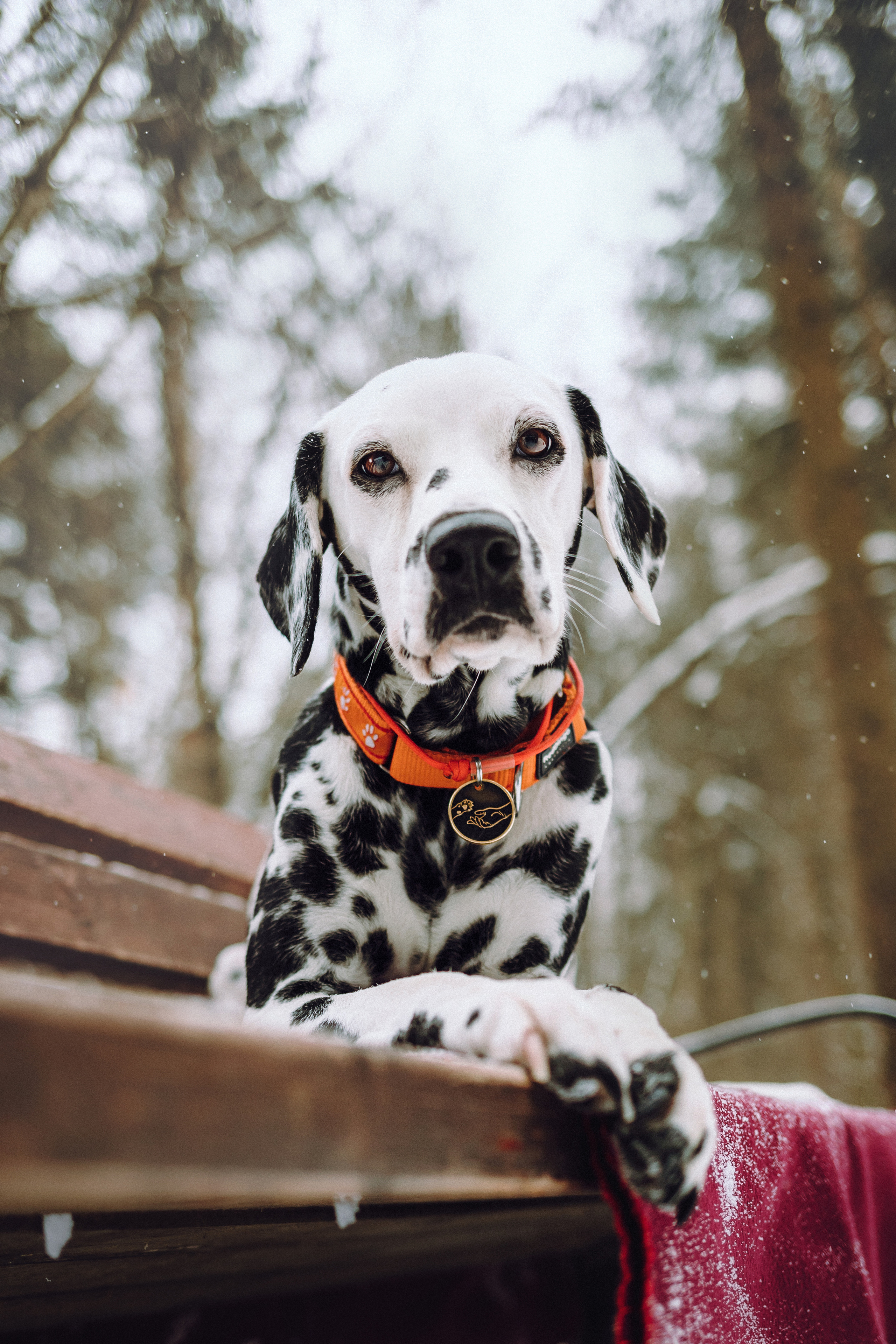 Кристина, Леша и Санта