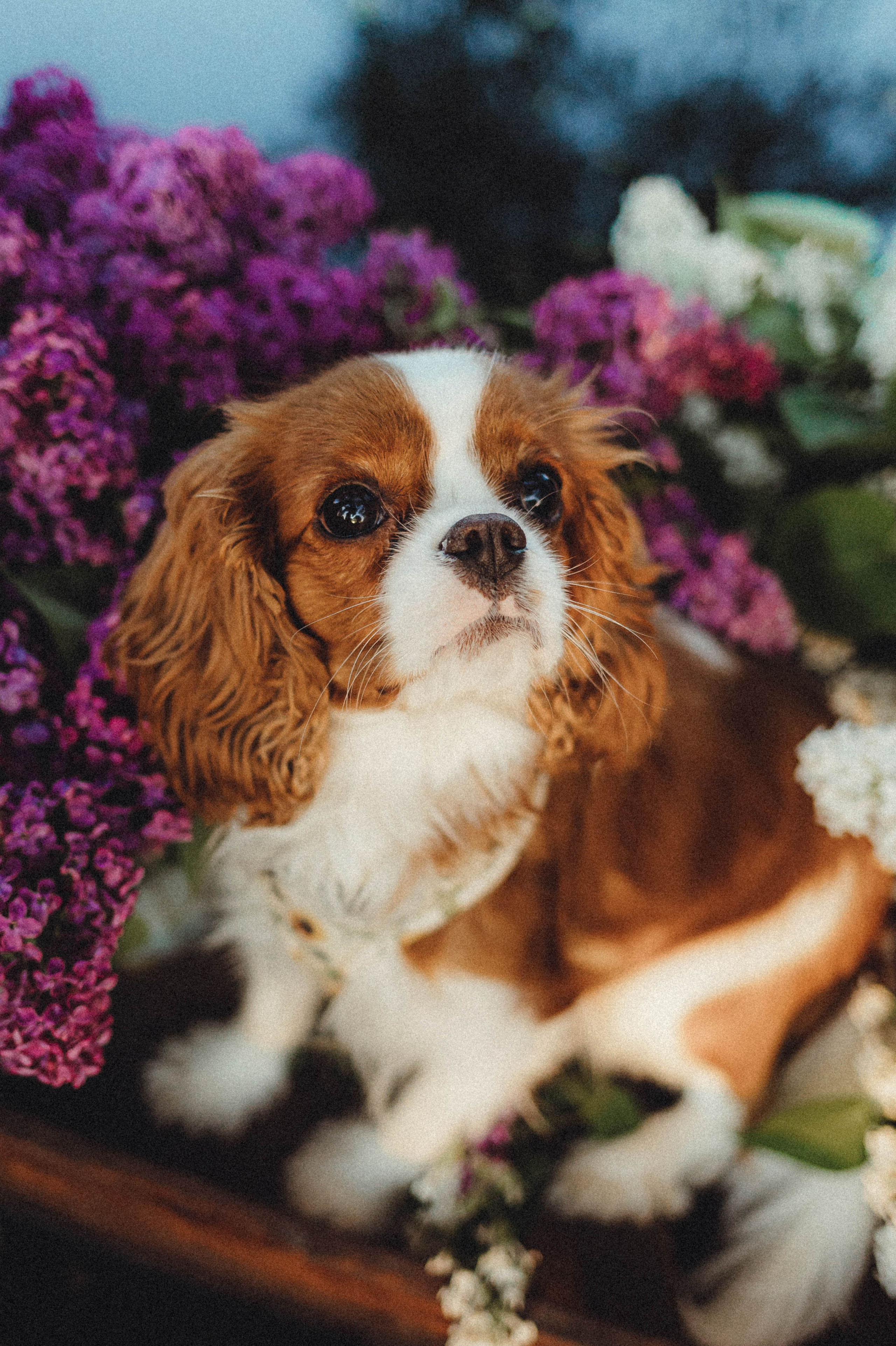 Валя, Аня и Ириска