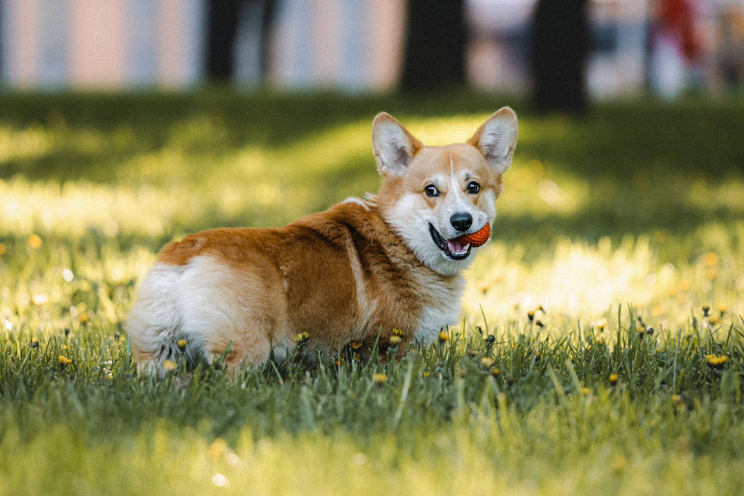 Вика, Глеб и Бадди