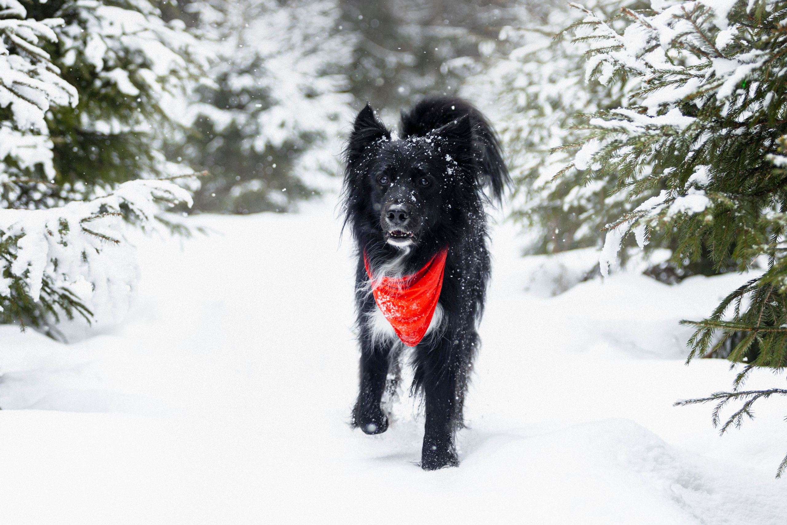 Диана и Чили