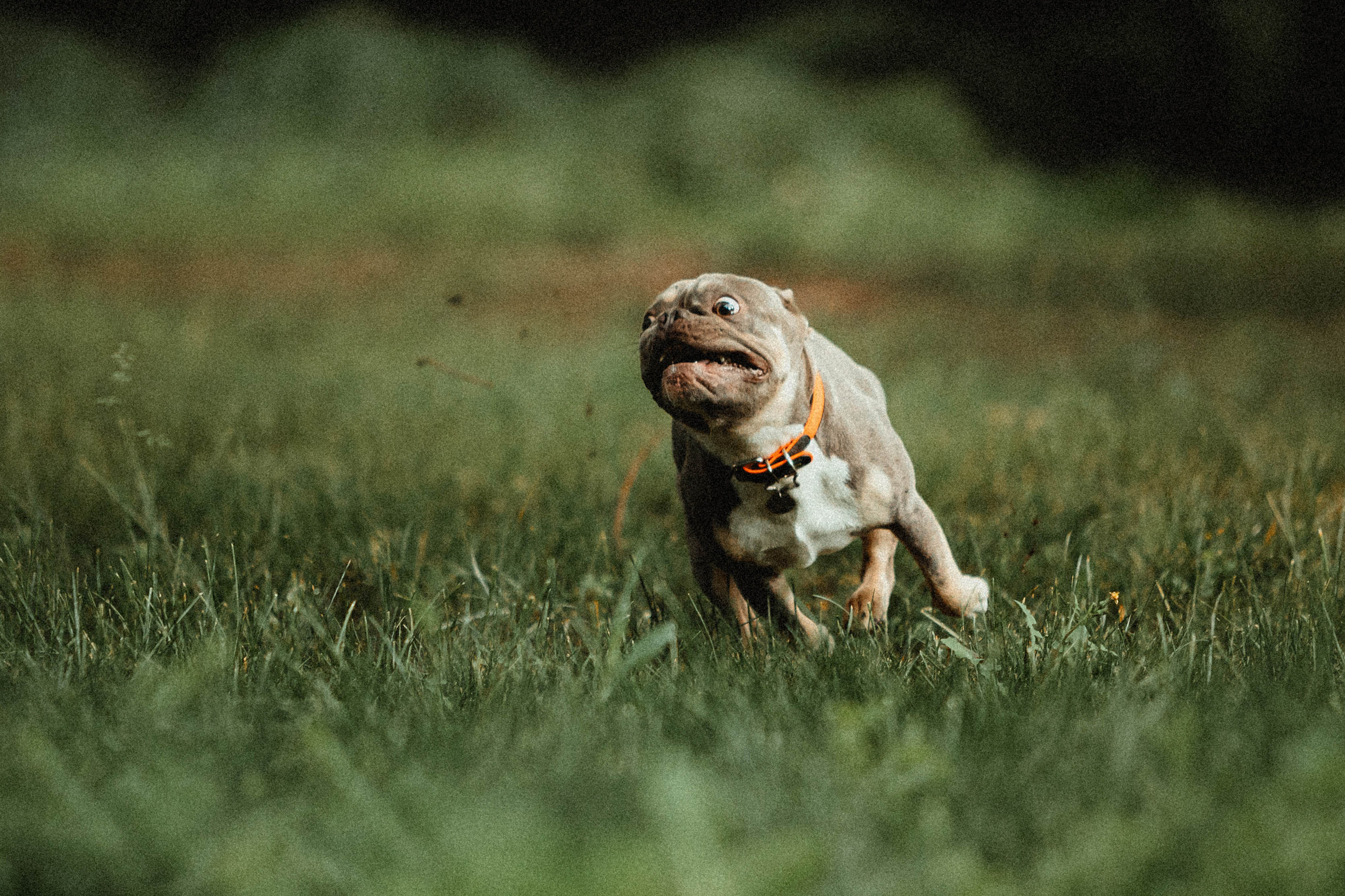 Регина, Сережа и Шелдон