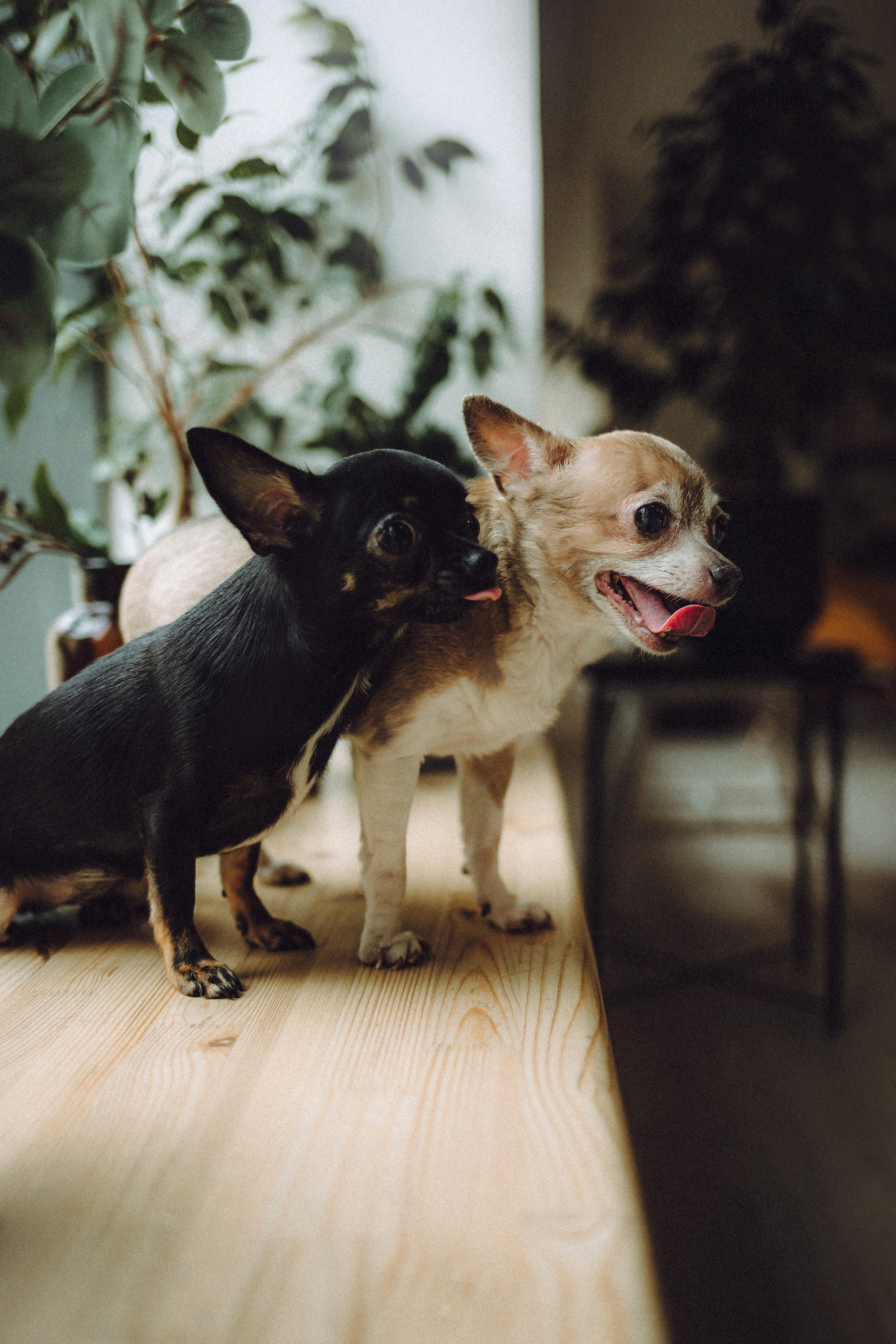 Марк, Челси, Маша и их семья