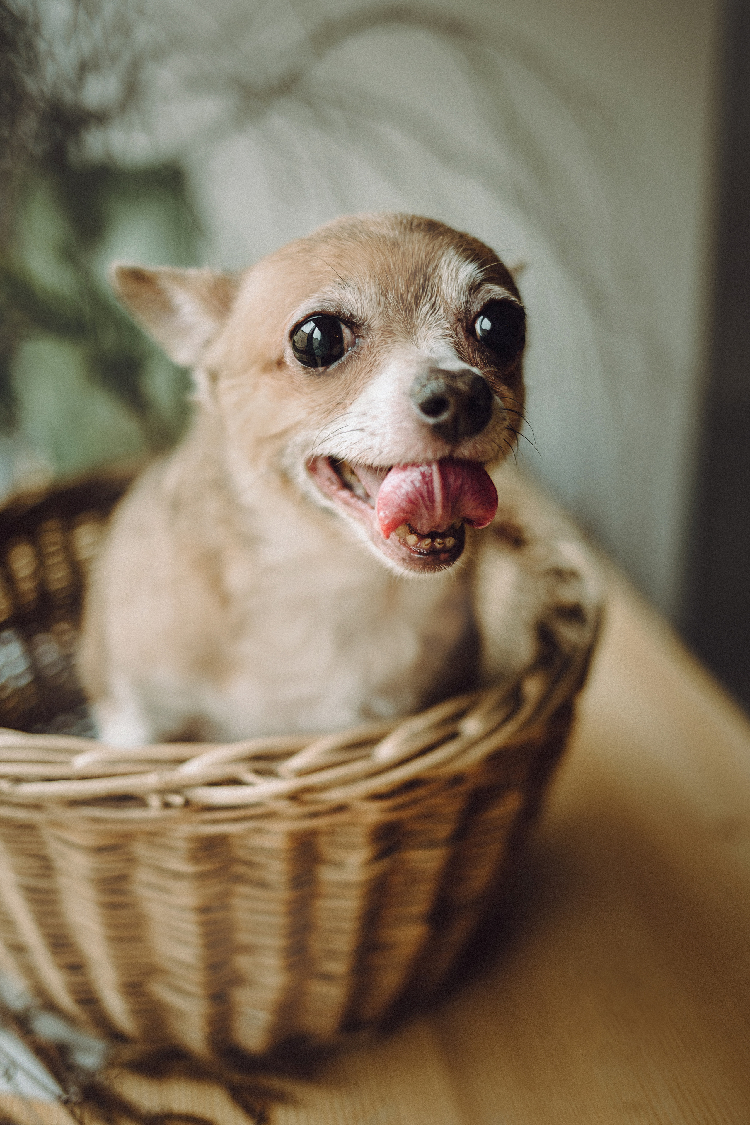 Марк, Челси, Маша и их семья