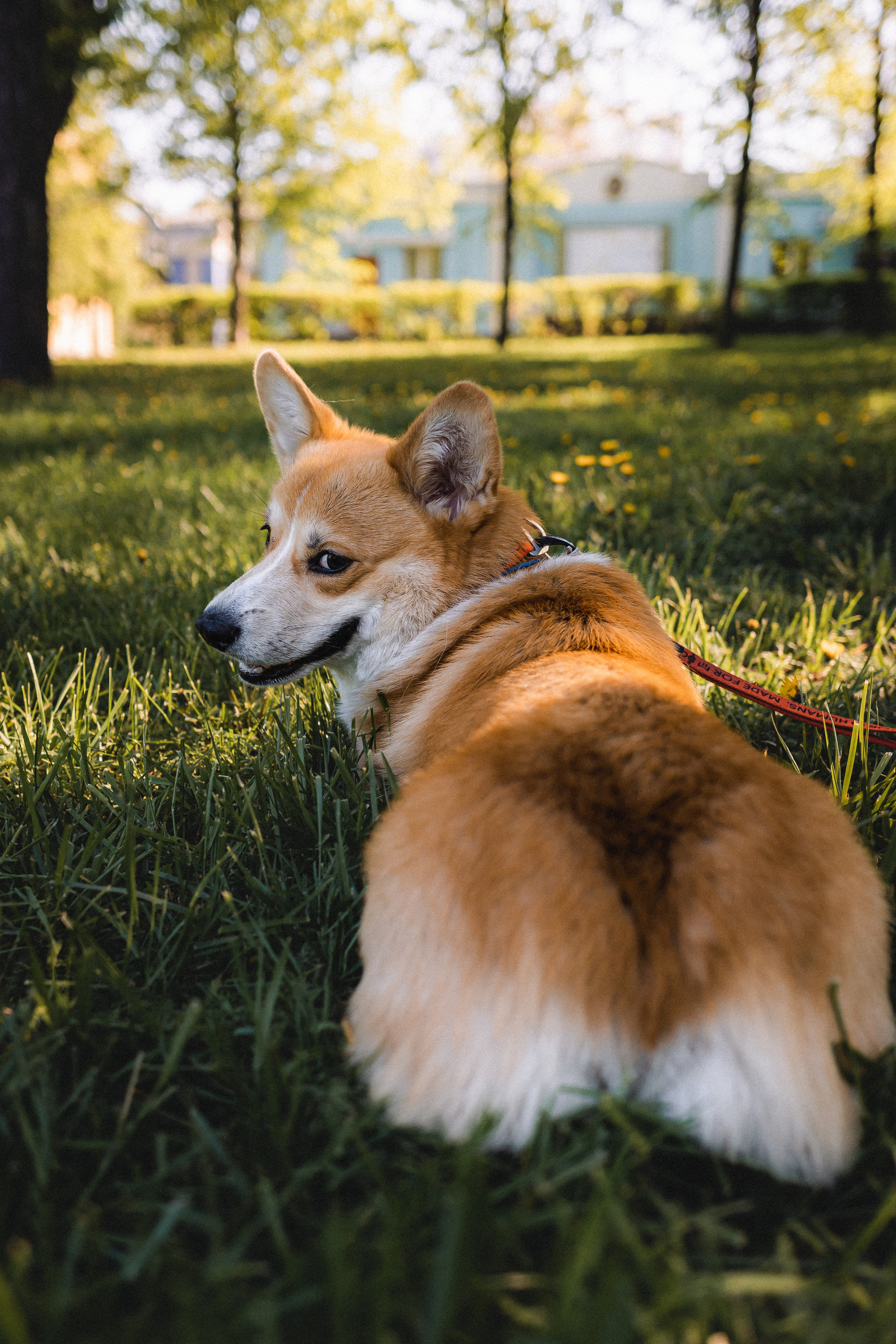 Вика, Глеб и Бадди