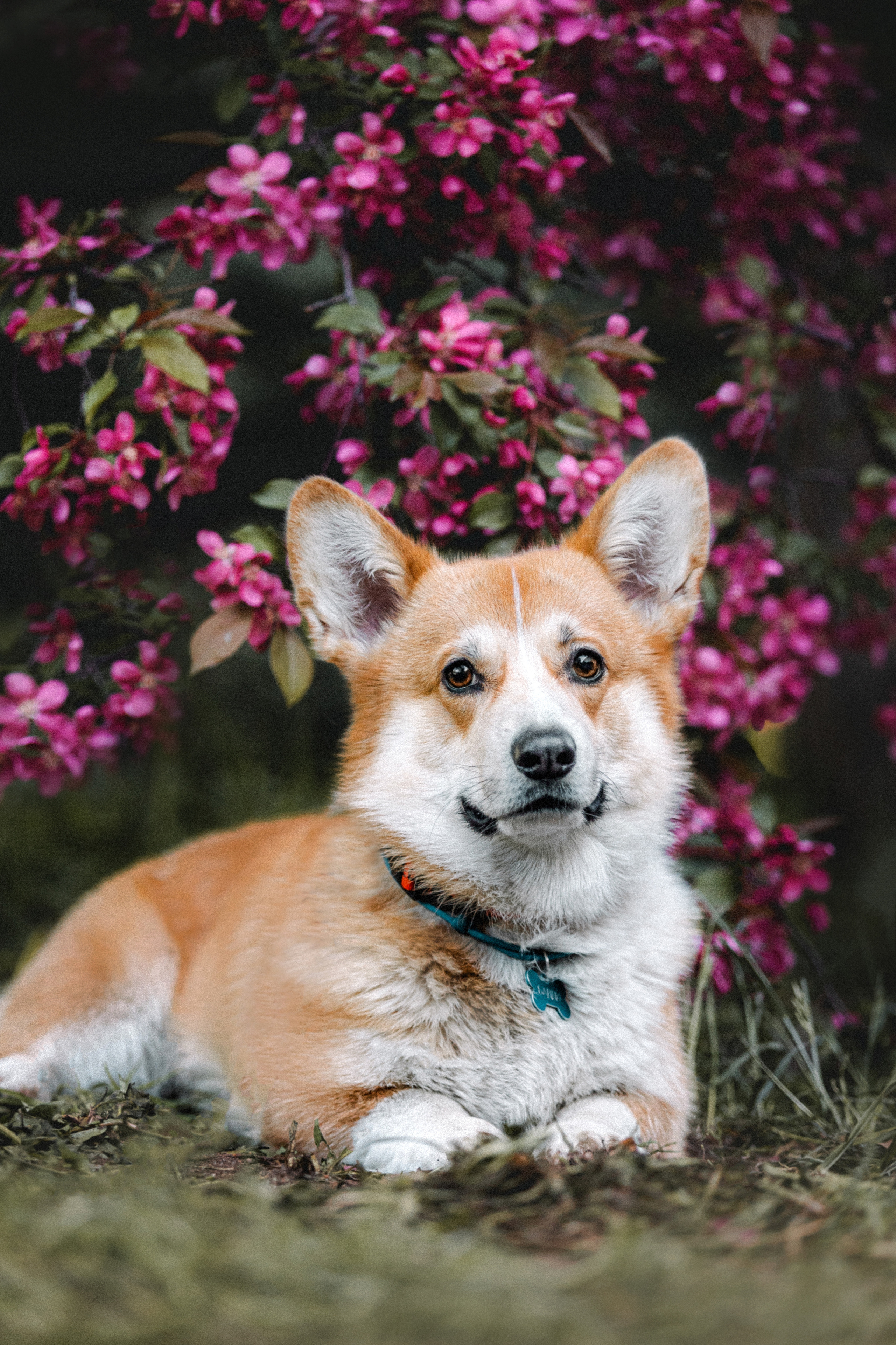 Вика, Глеб и корги Бадди