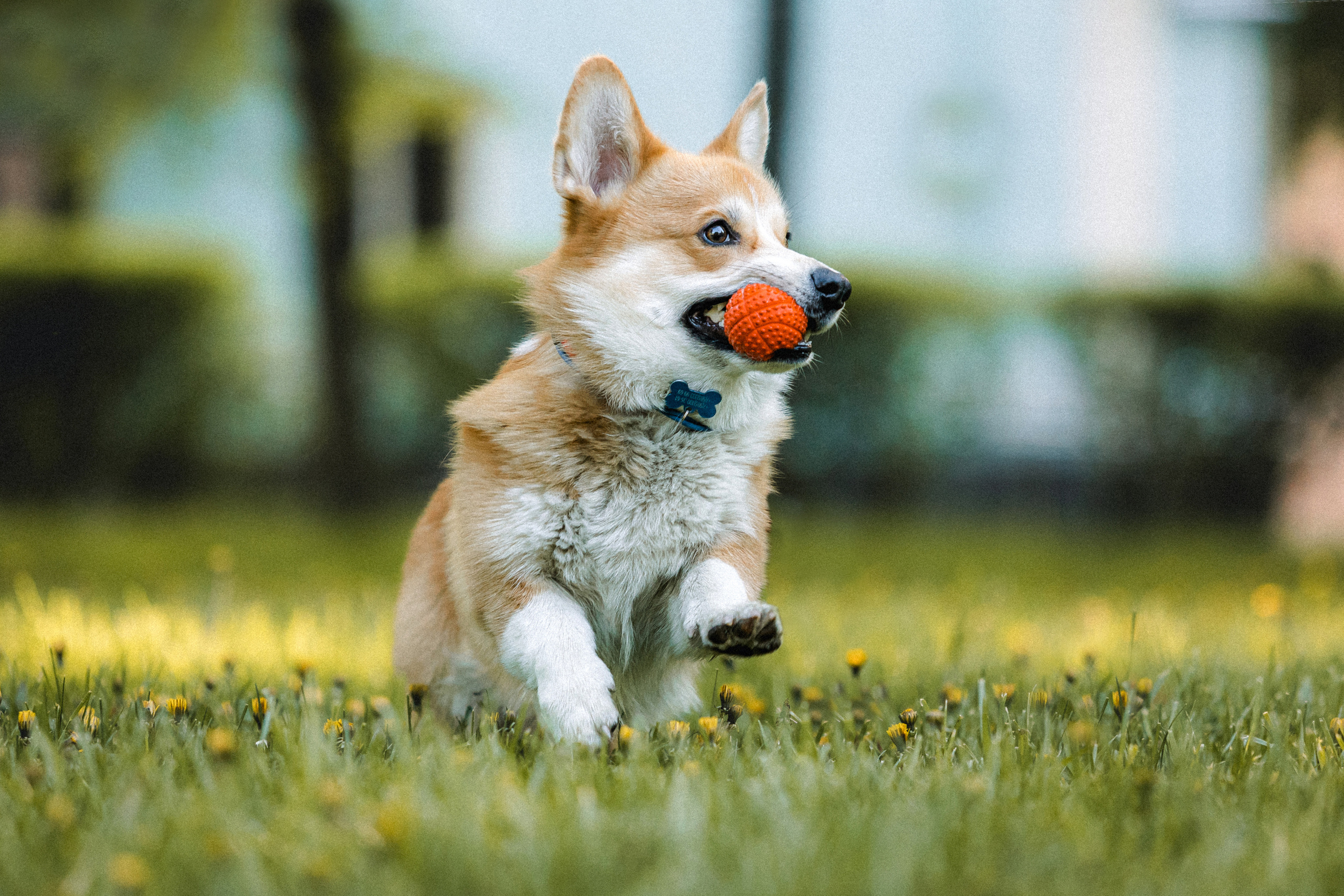 Вика, Глеб и Бадди