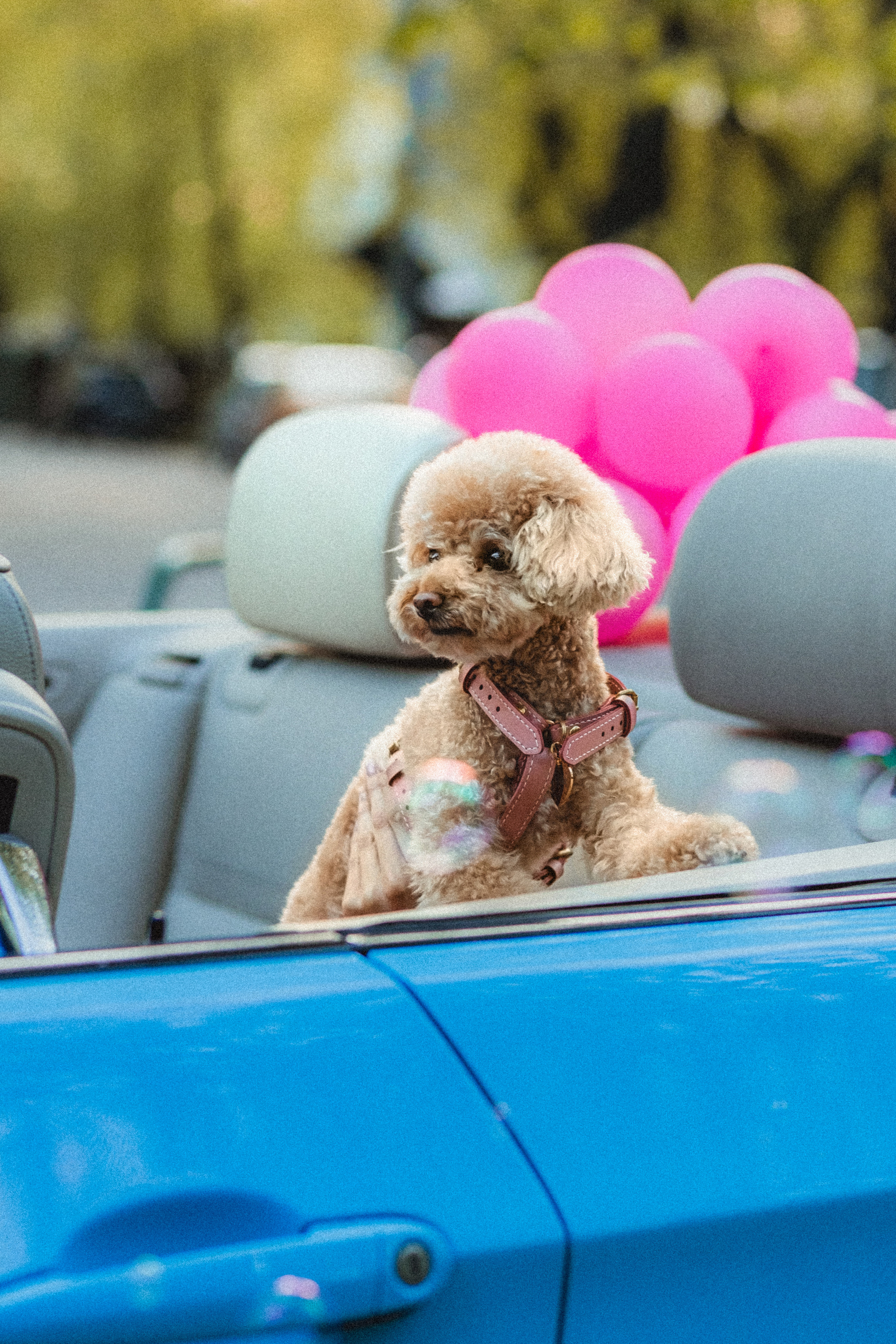 Даша и Глаша