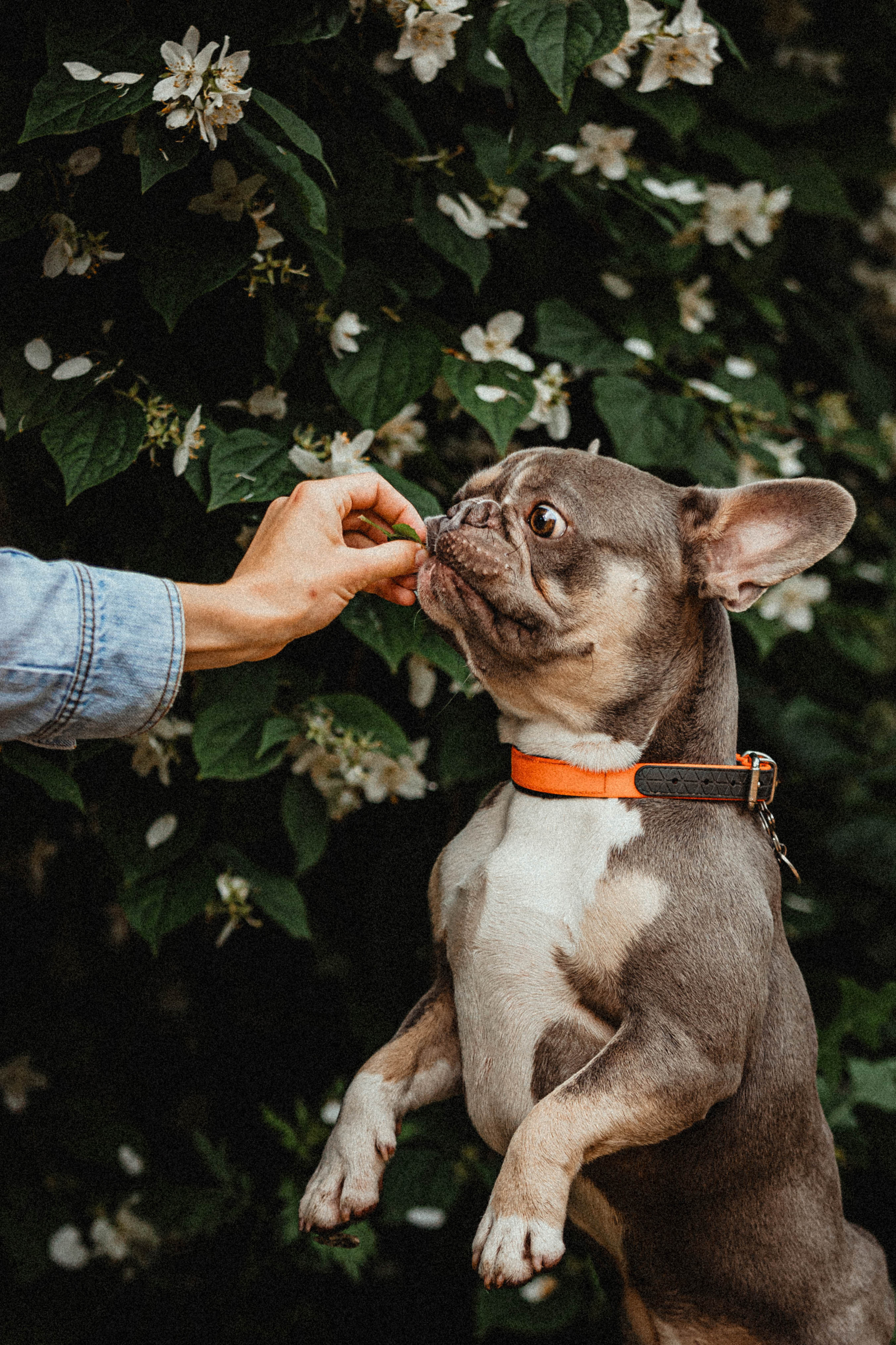 Регина, Сережа и Шелдон