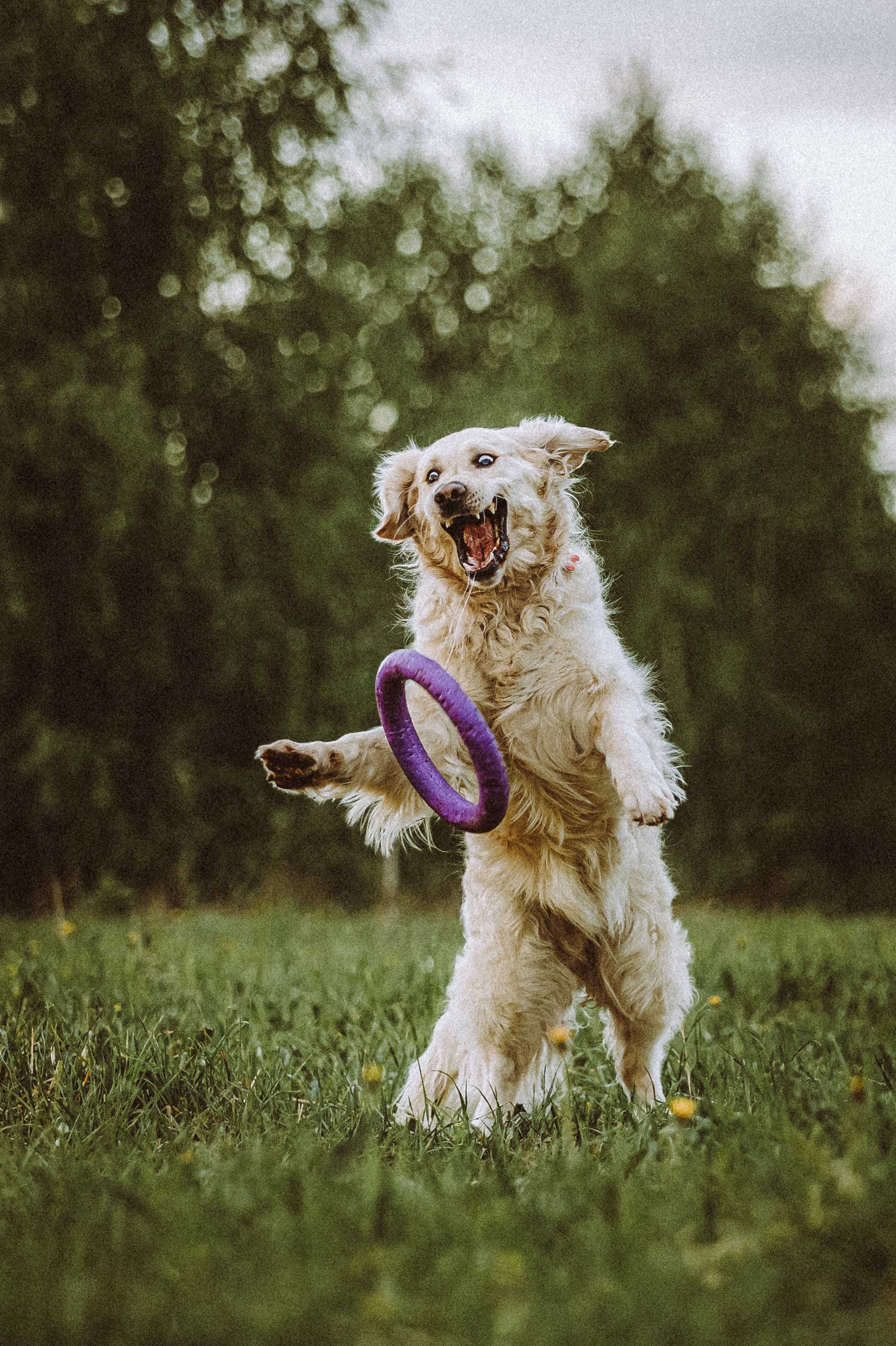Джаз, Остин и их семья