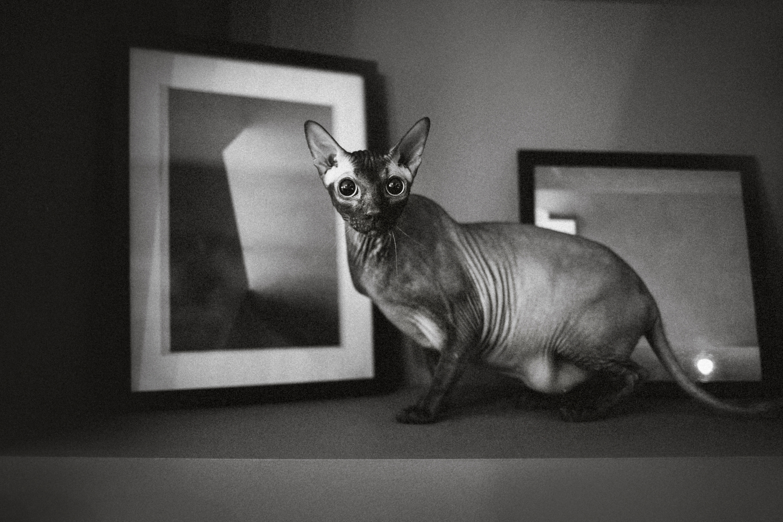 Марк, Челси, Маша и их семья