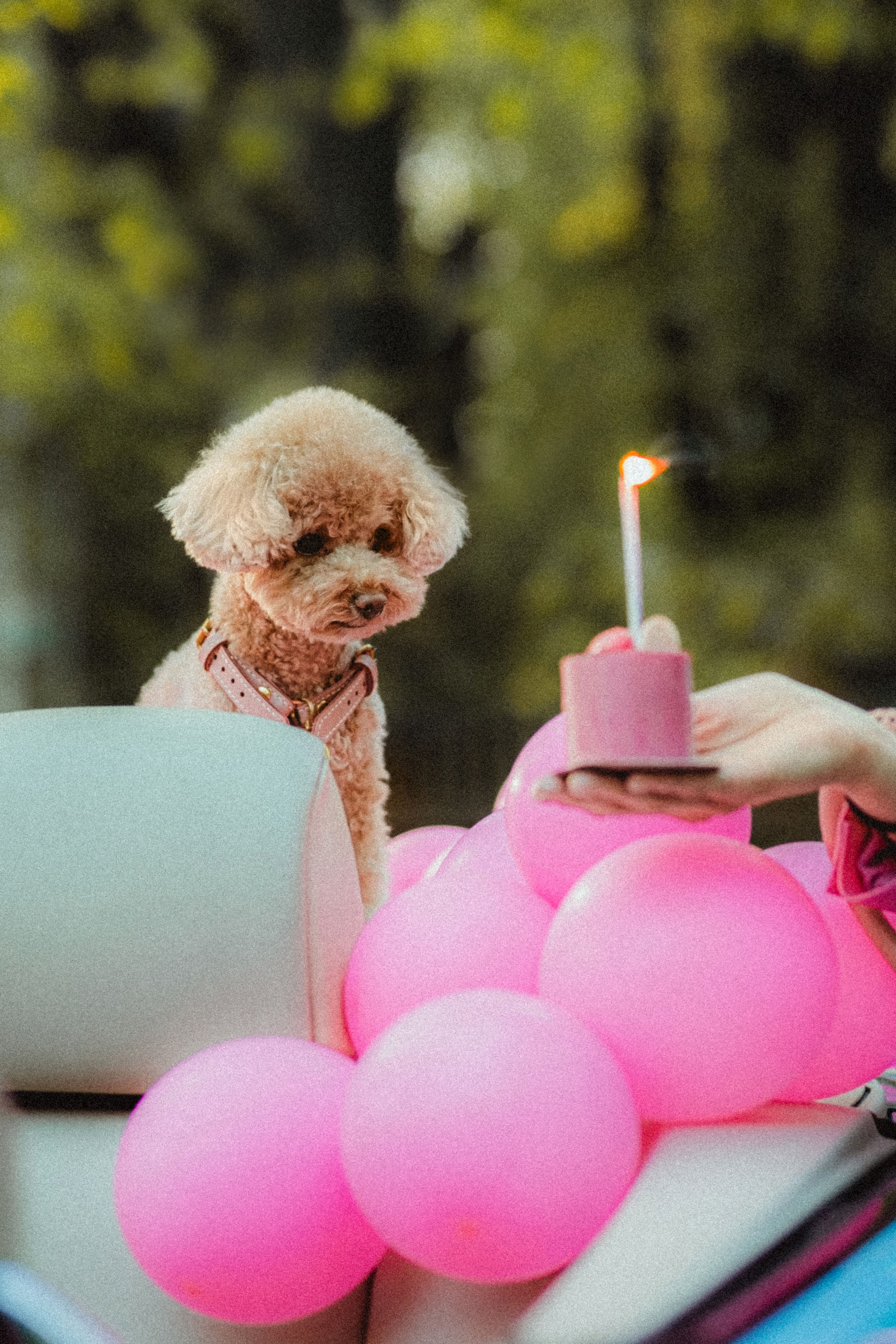 Даша и Глаша