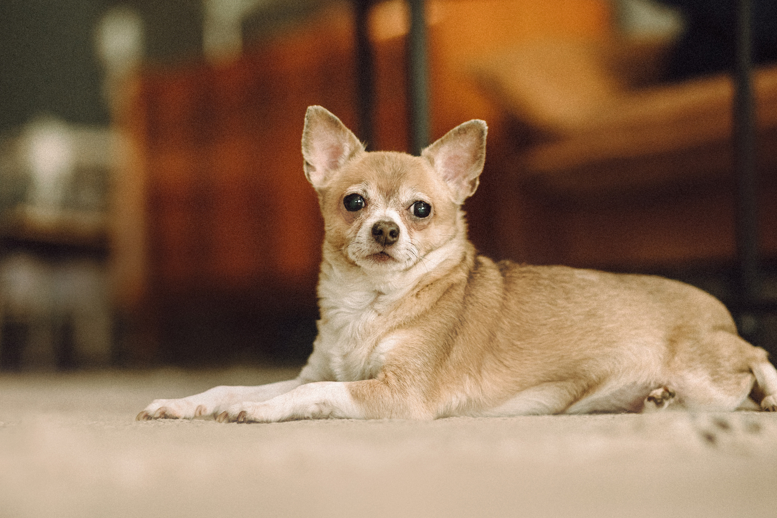 Марк, Челси, Маша и их семья