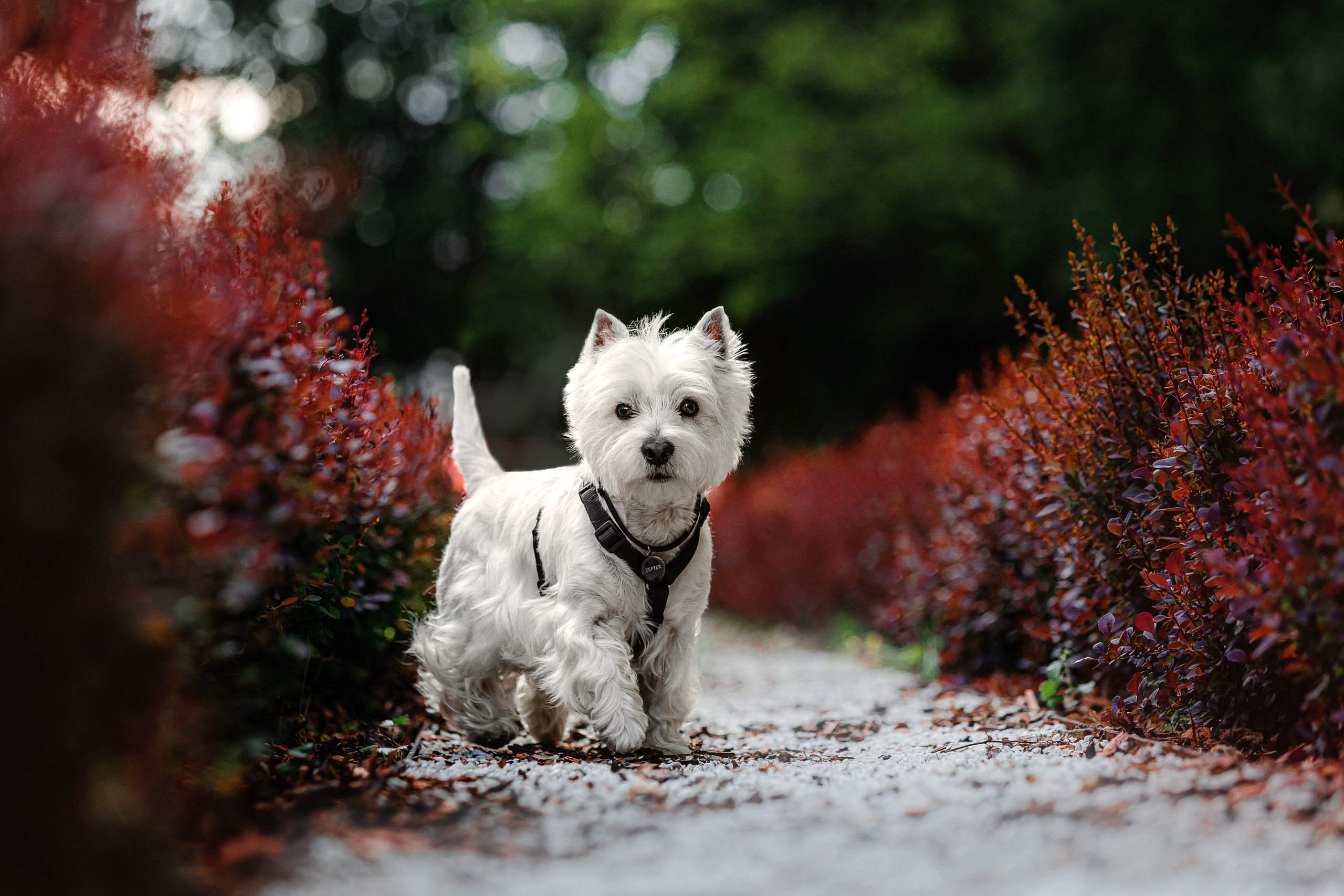 Вестик Цептер