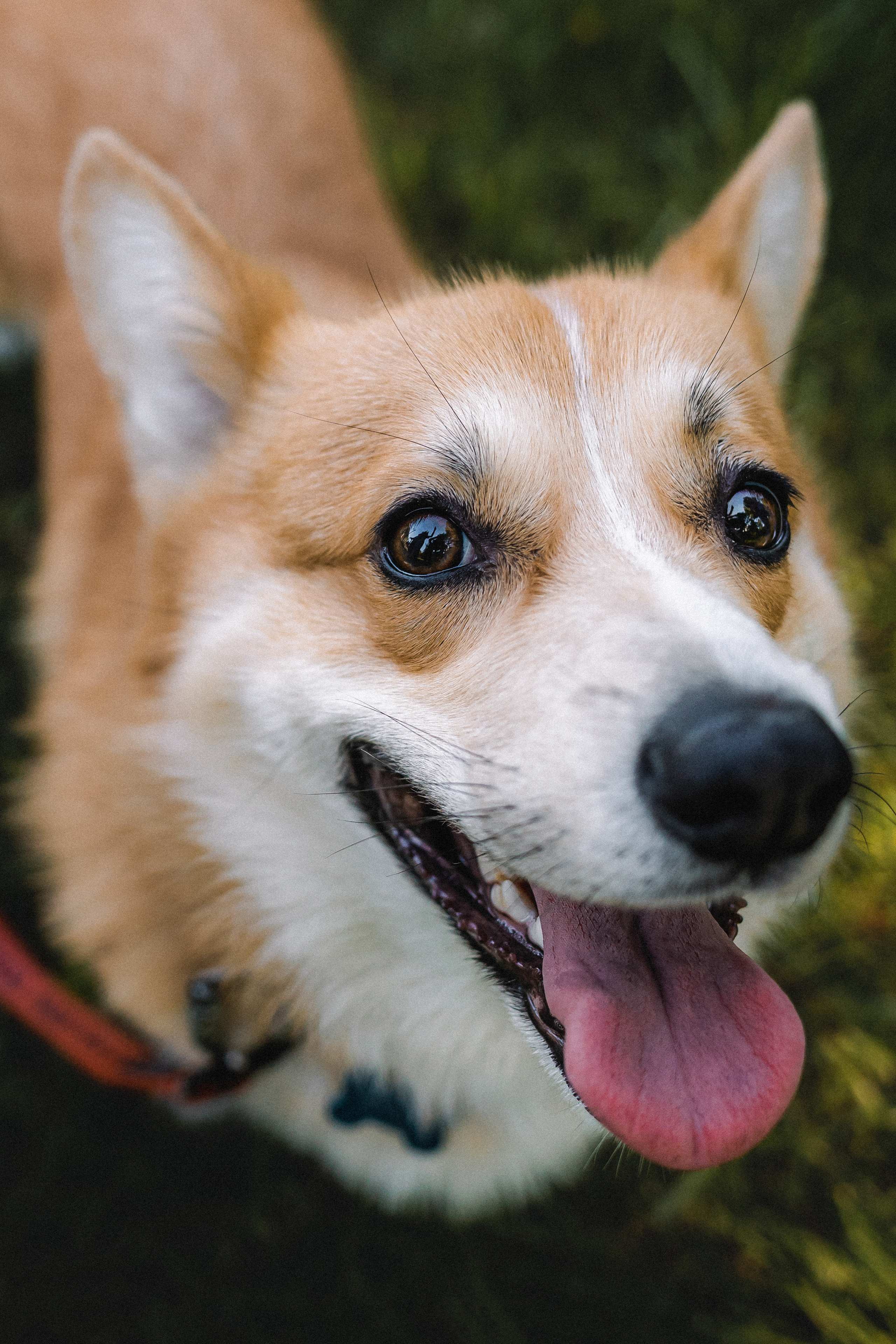 Вика, Глеб и Бадди