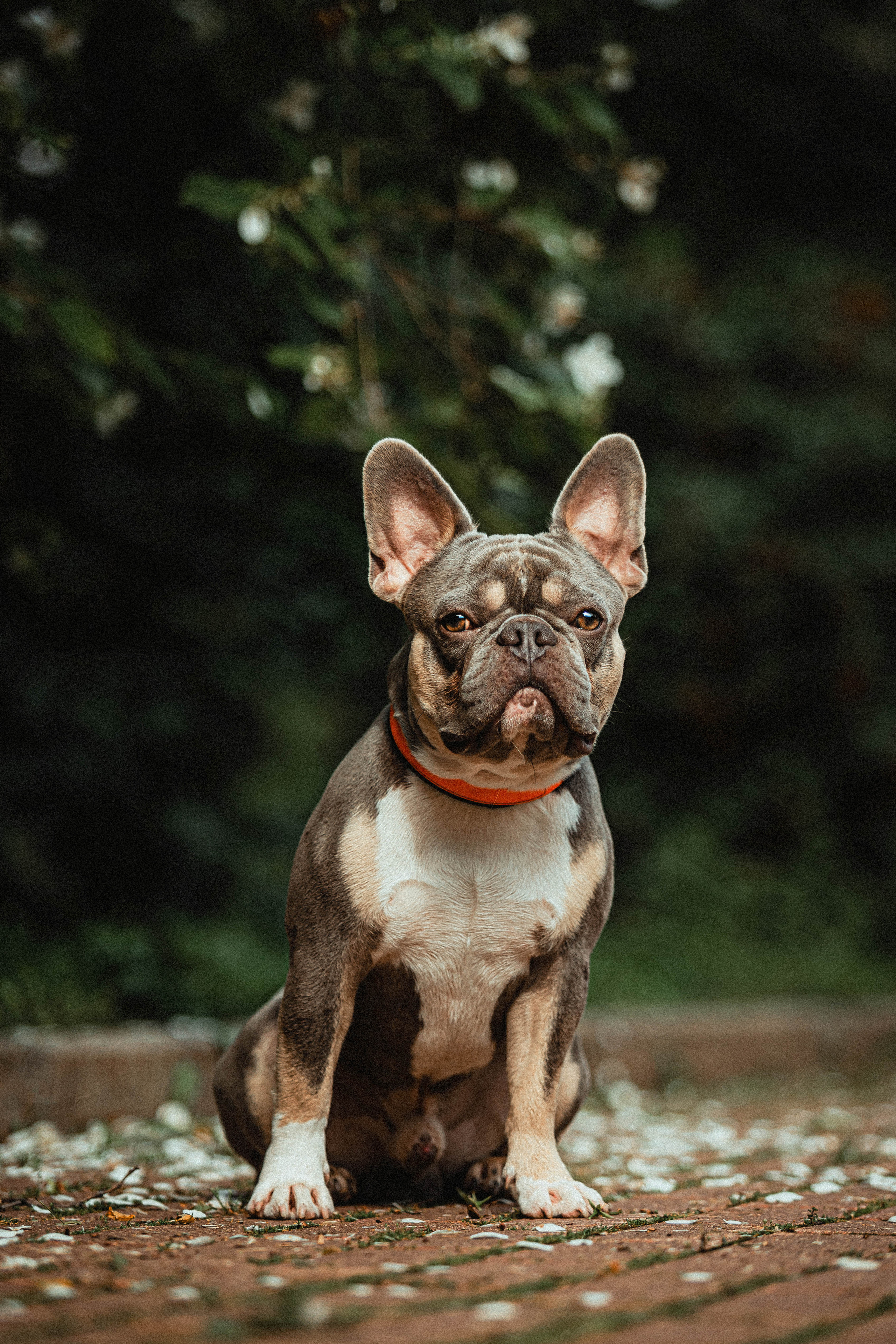 Регина, Сережа и Шелдон