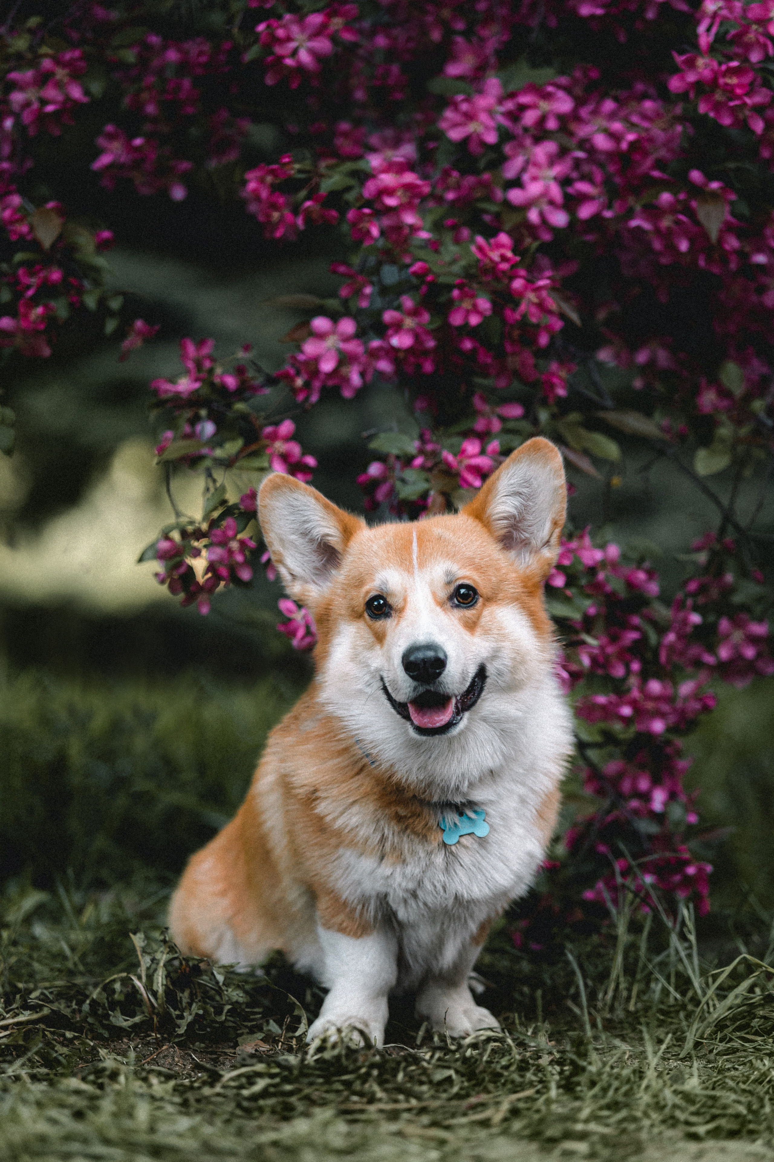 Вика, Глеб и Бадди
