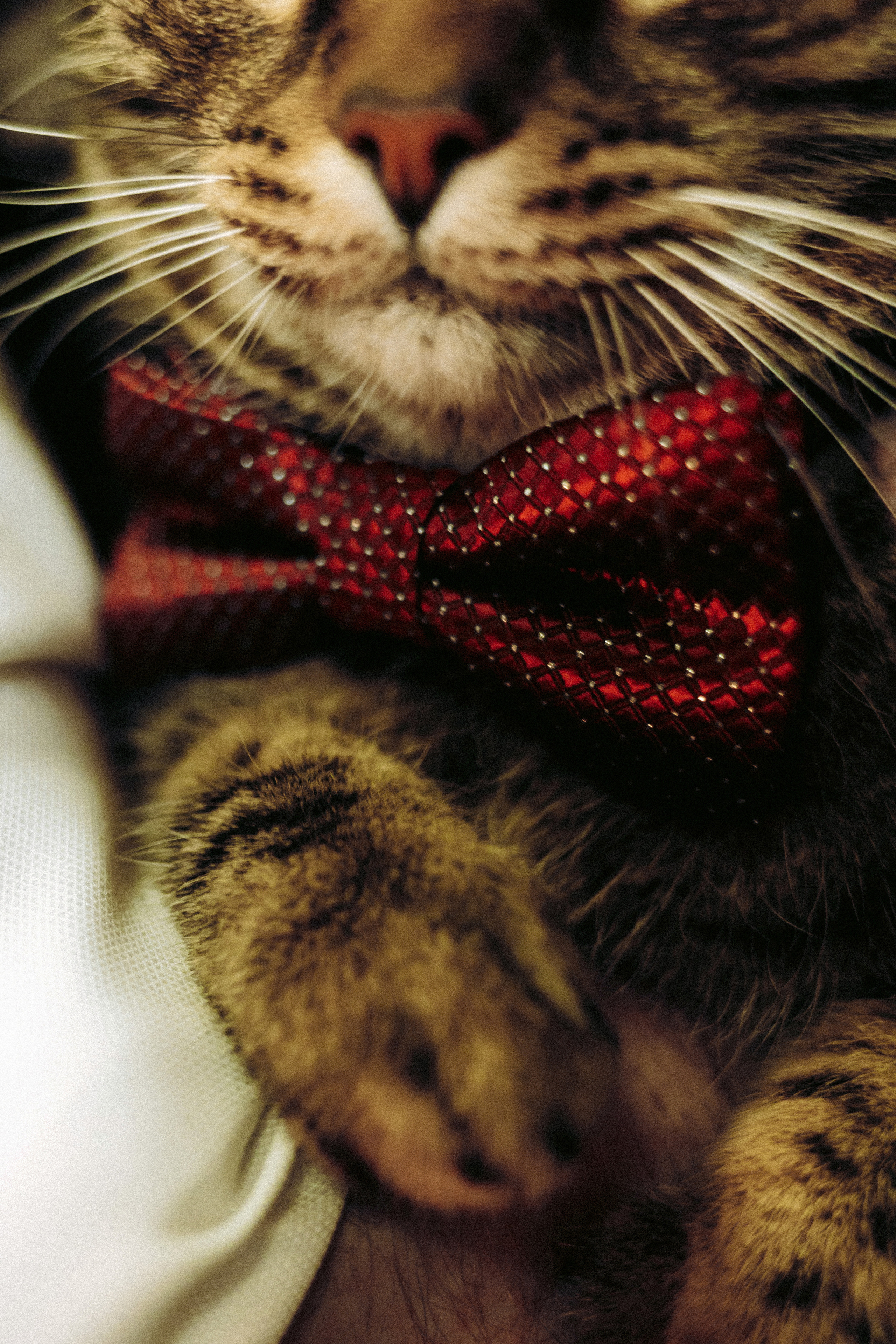 Вика, Вова и Клепа