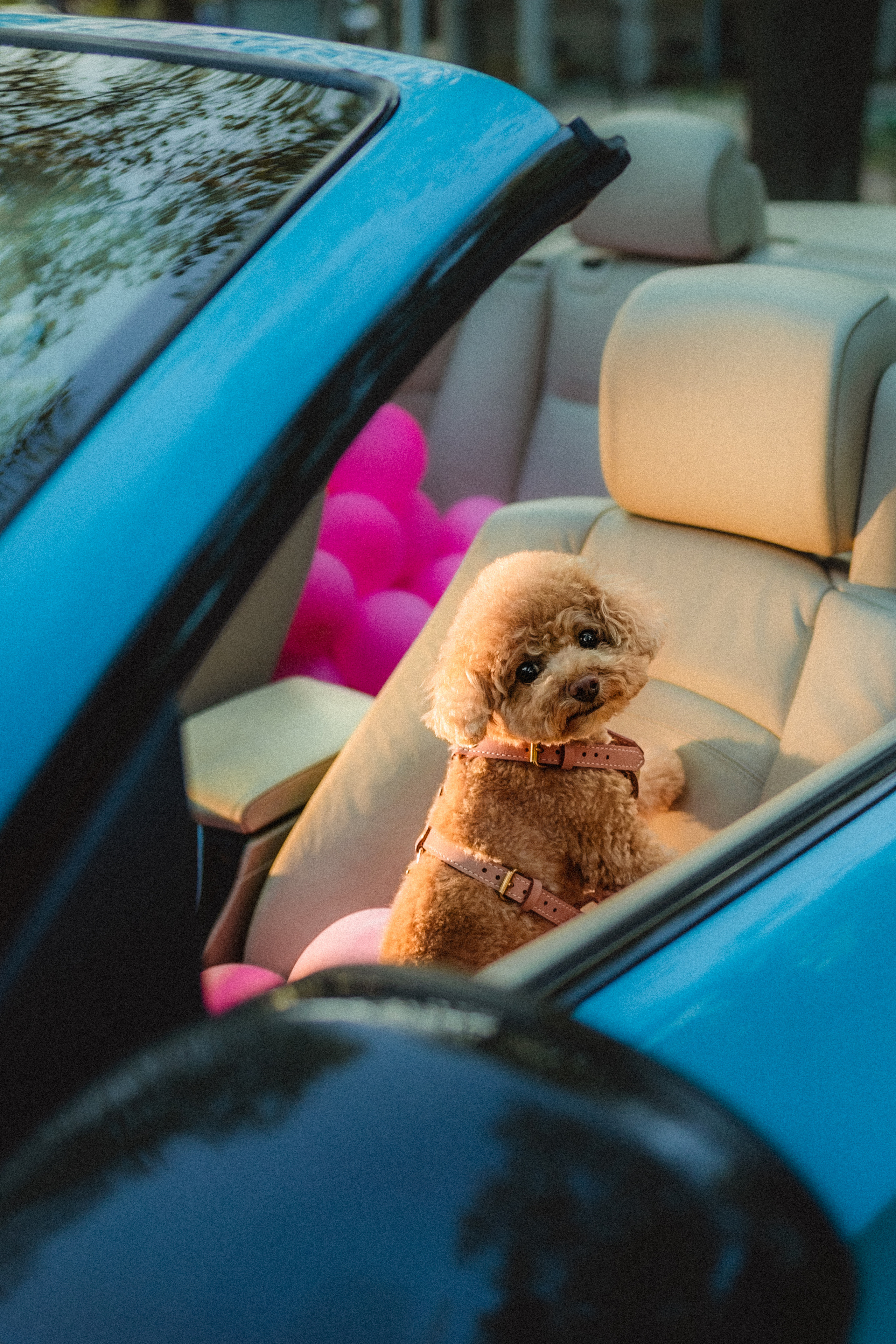 Даша и Глаша