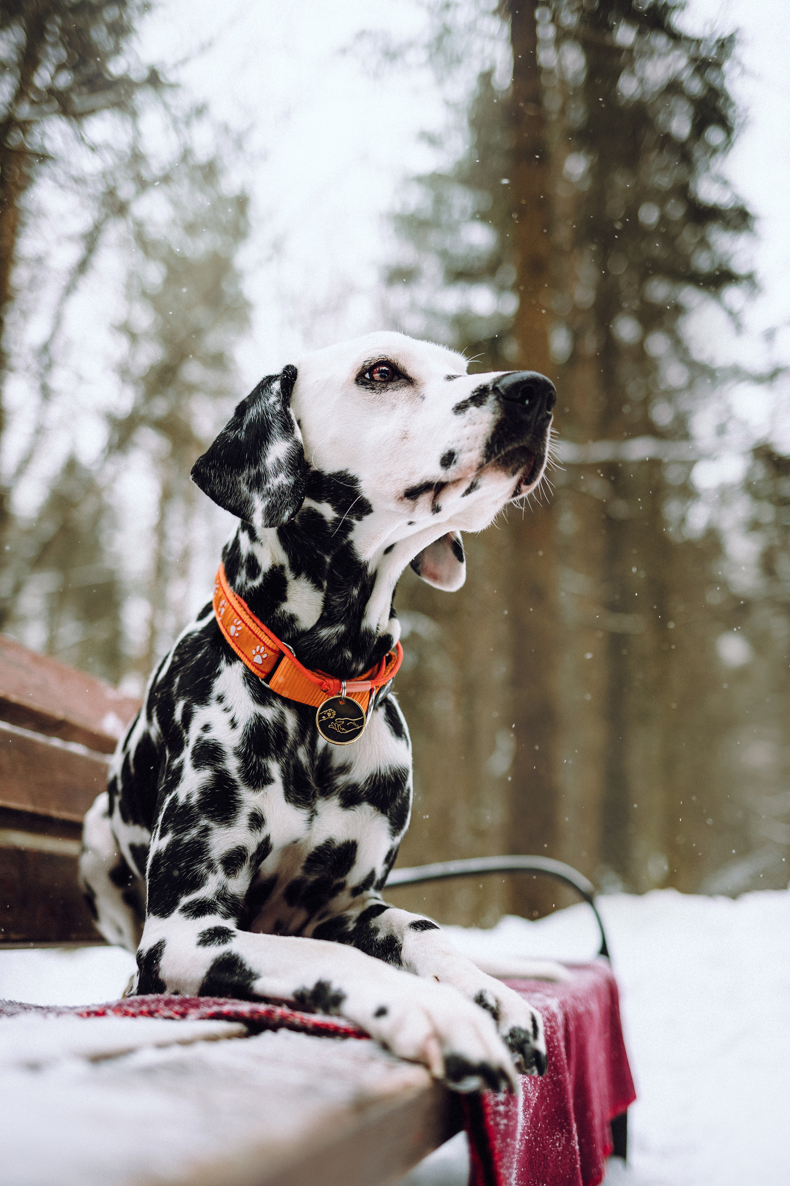 Кристина, Леша и Санта