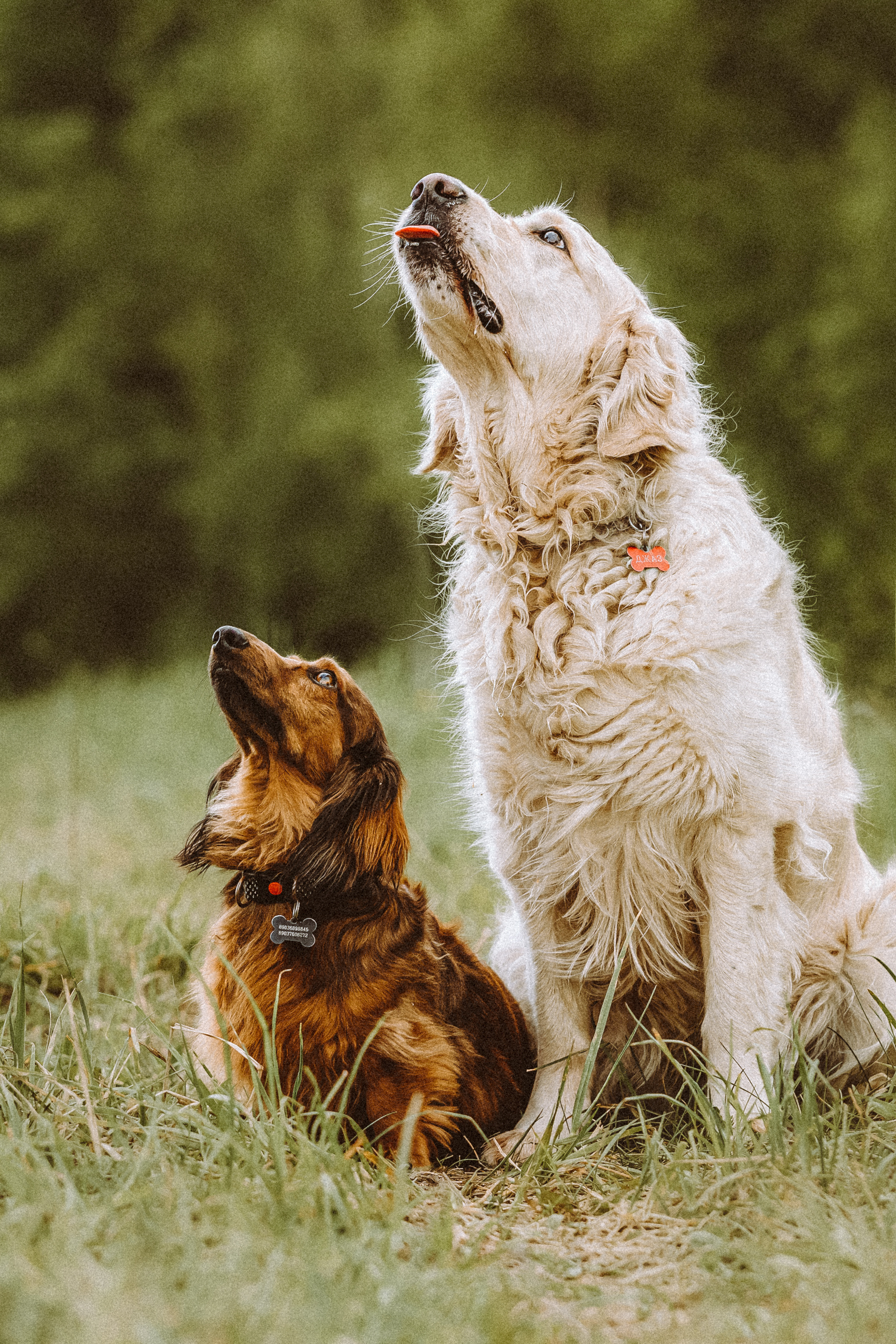 Джаз, Остин и их семья