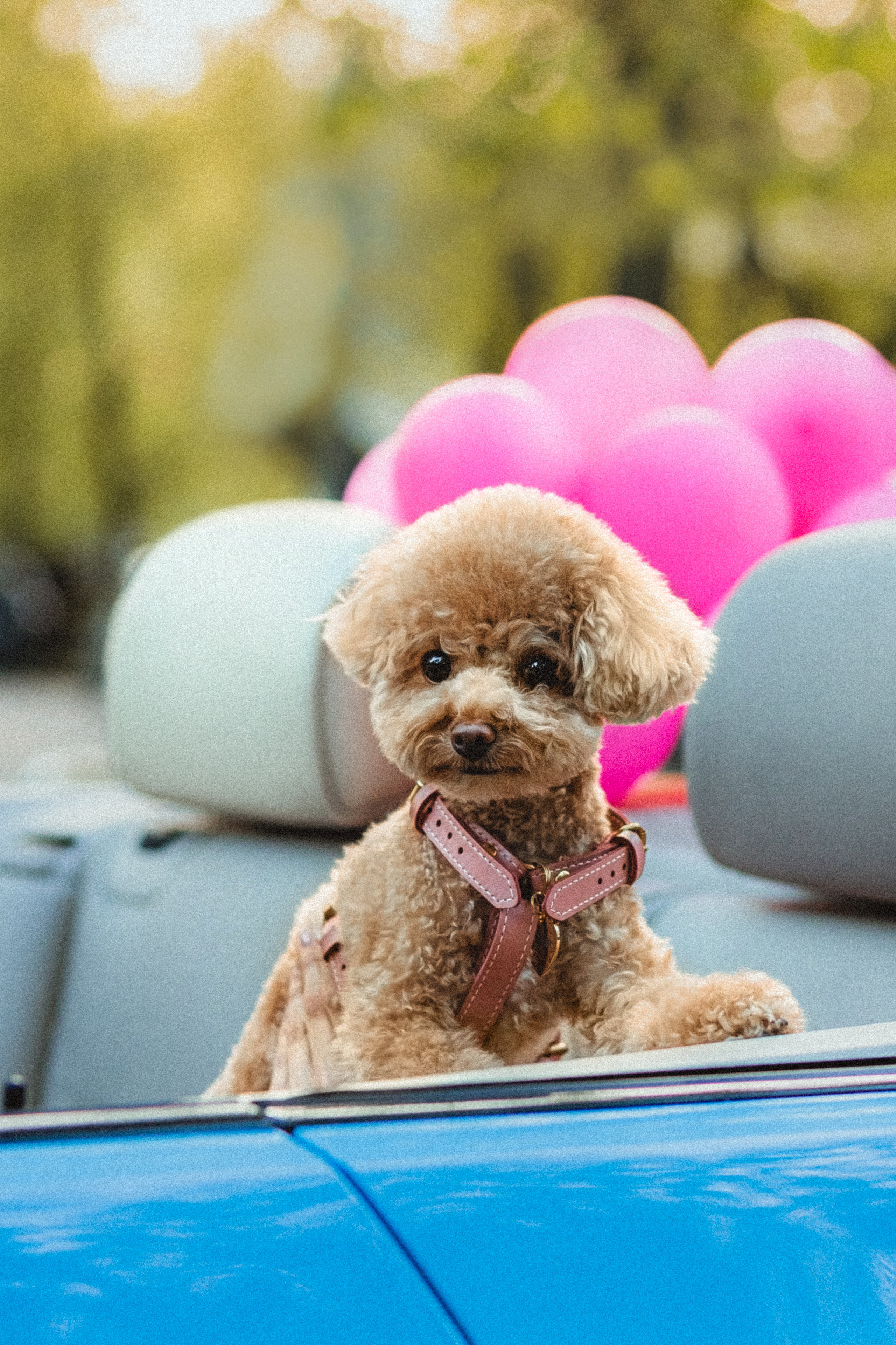 Даша и Глаша