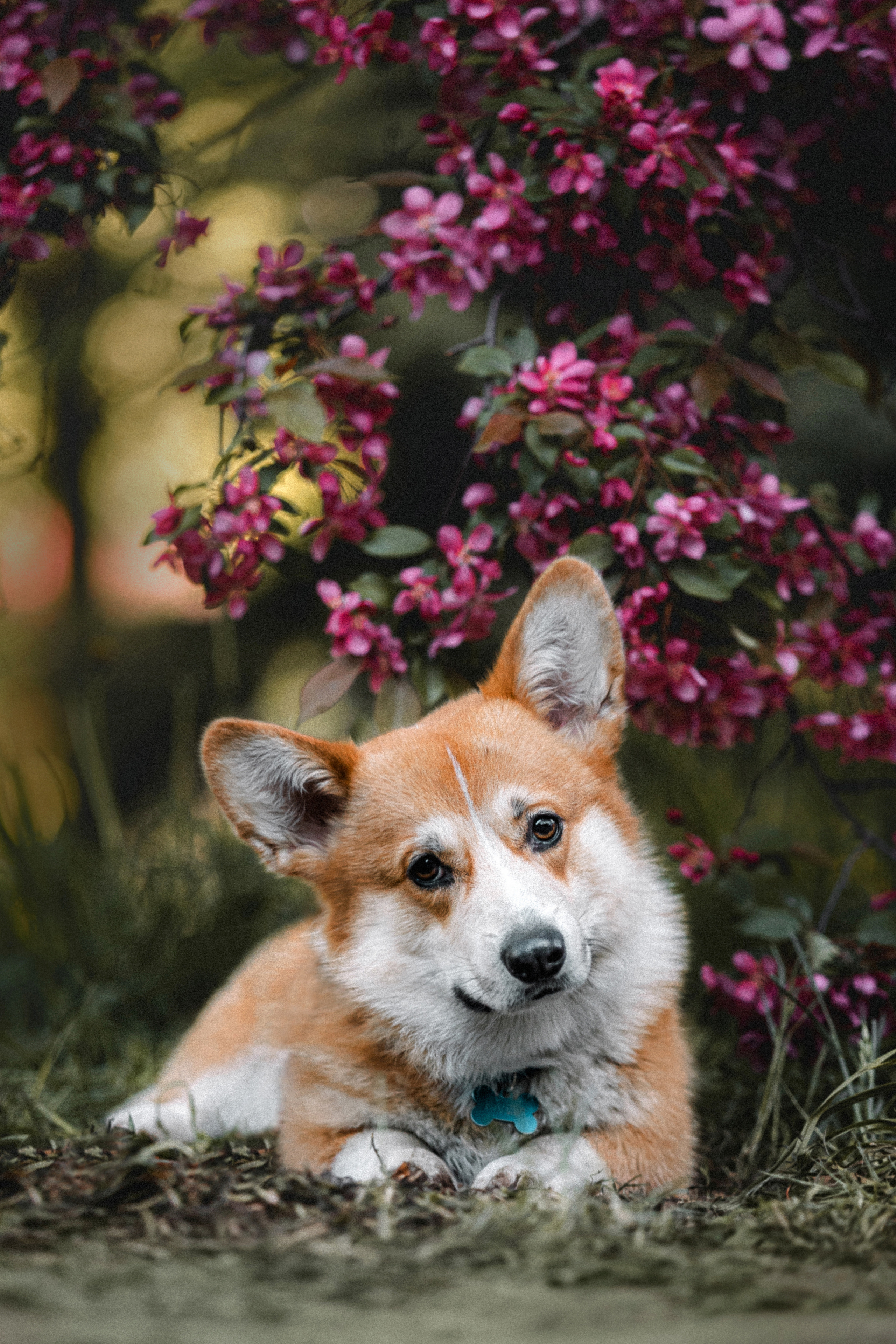 Вика, Глеб и Бадди