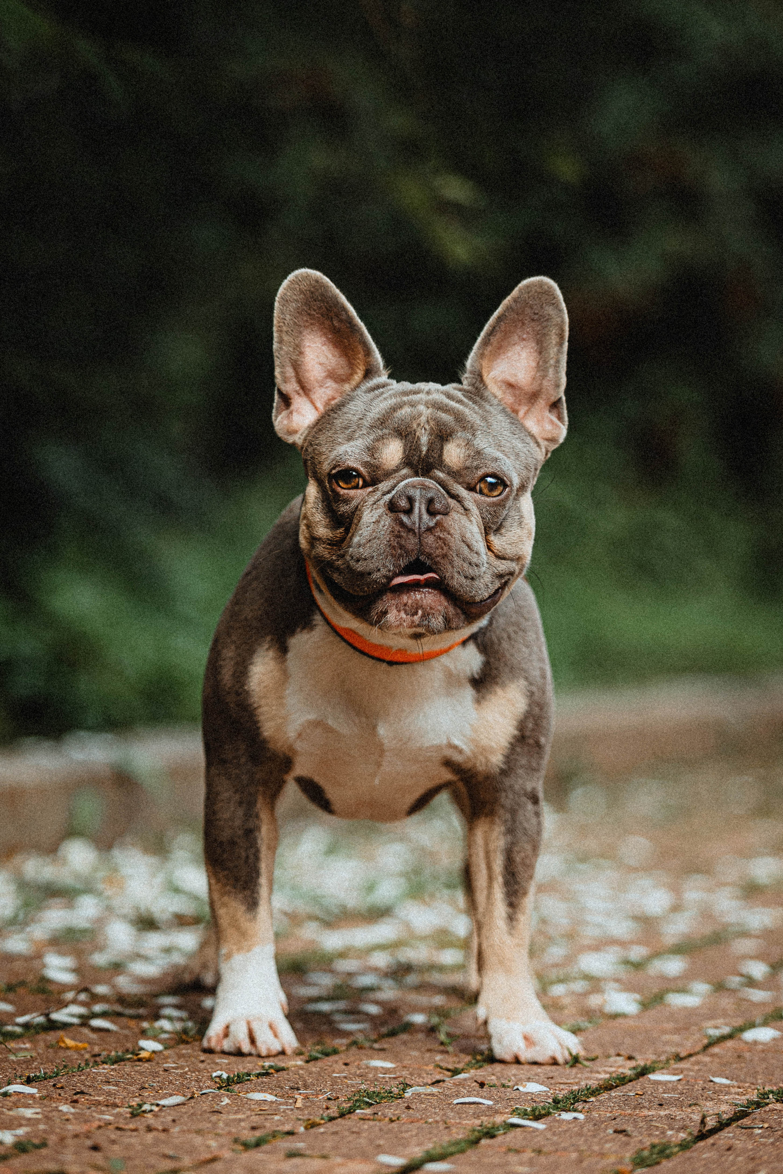 Регина, Сережа и Шелдон