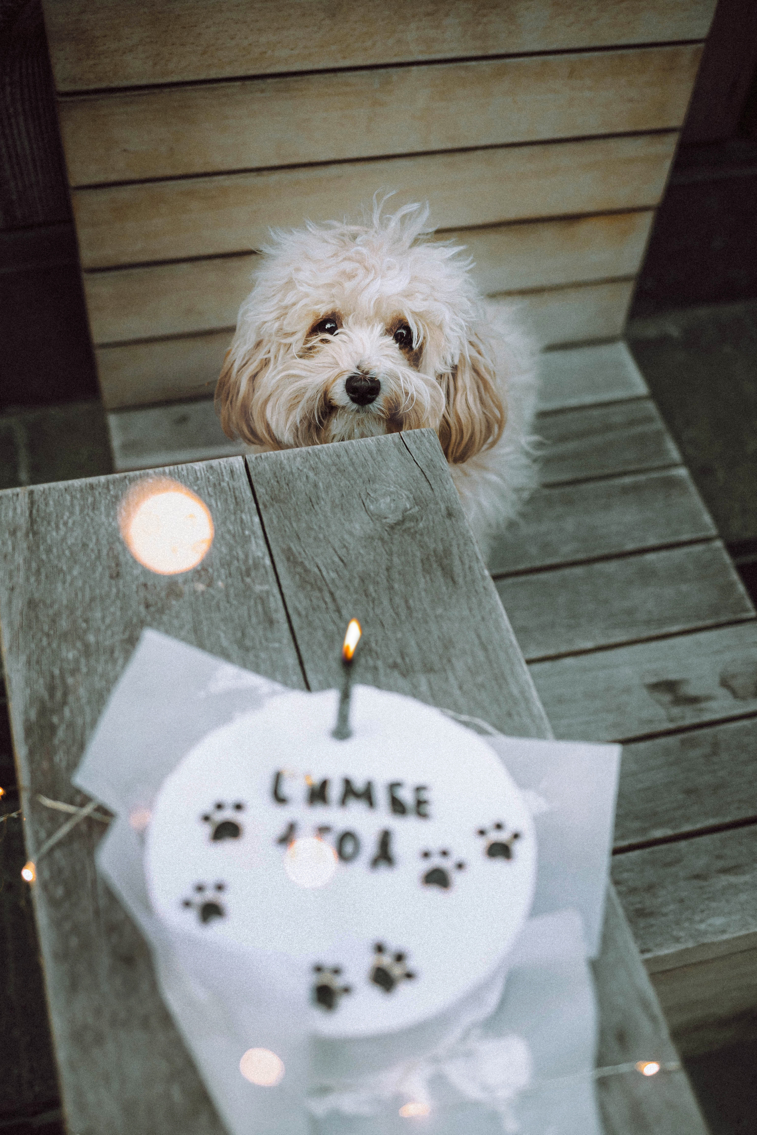 Настя и Симба