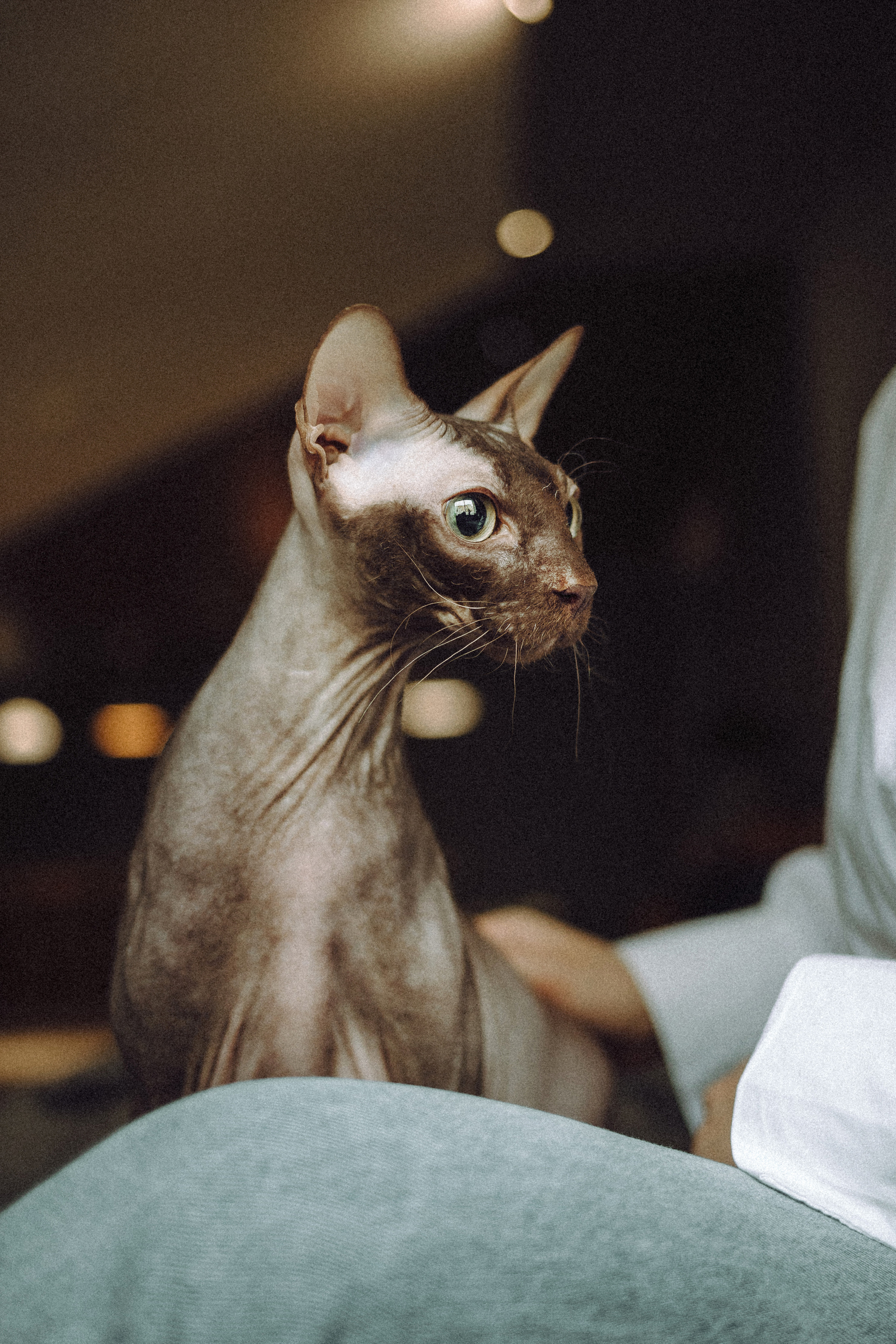 Марк, Челси, Маша и их семья