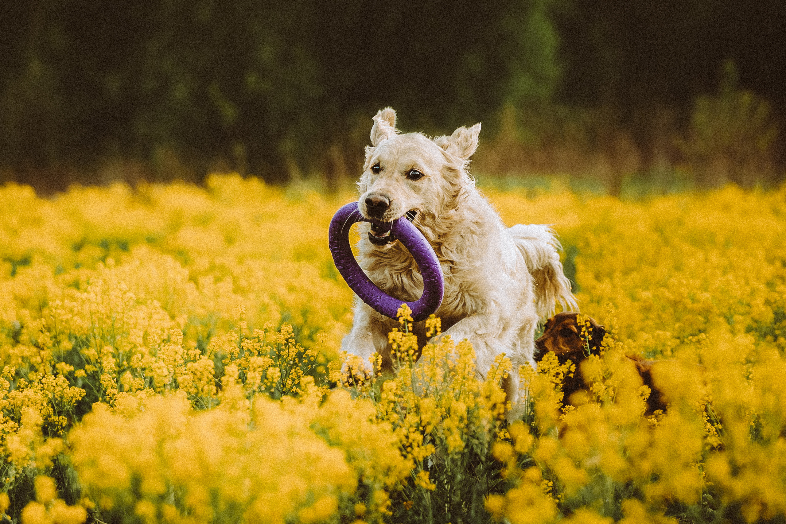 Джаз, Остин и их семья