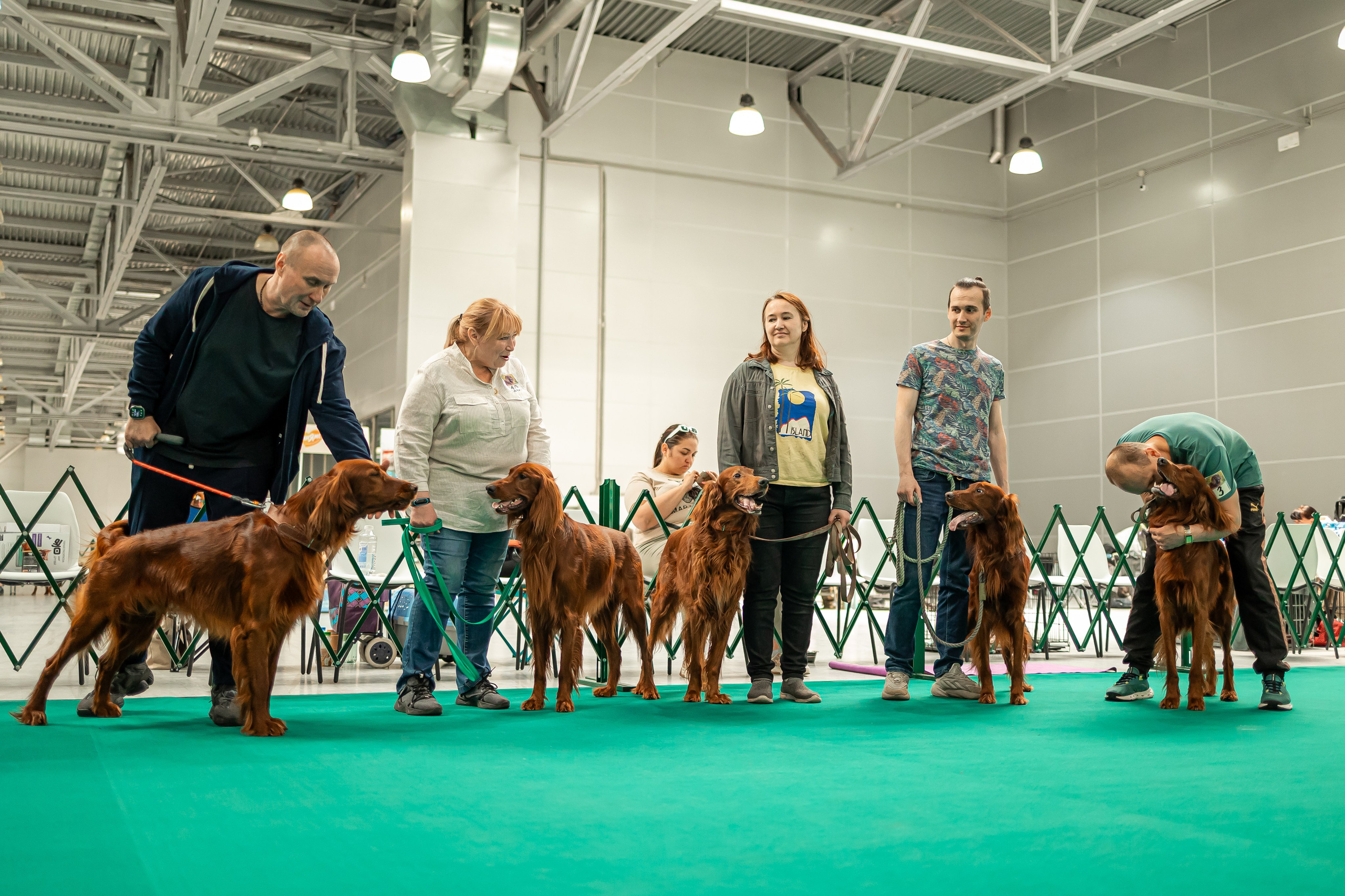 Выставка сеттеров 19.05.24